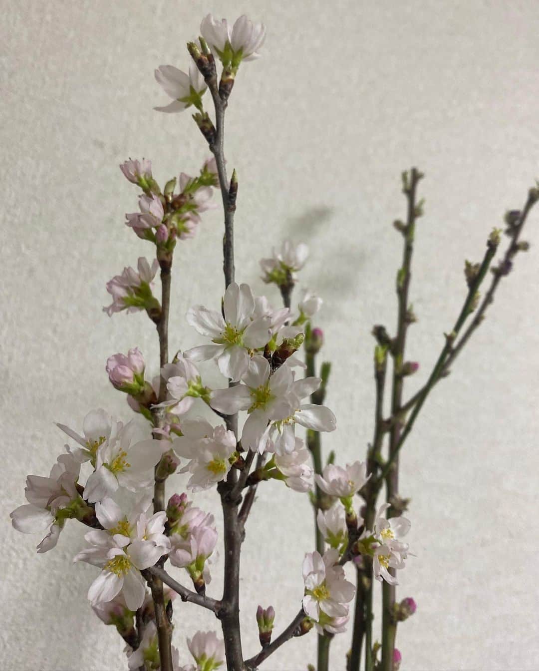 山下七子さんのインスタグラム写真 - (山下七子Instagram)「今日3月3日は桃の節句 雛祭りですね🎎✨ 私のお家では少し前から桜と梅の花を飾っています🌸🌸 ぽっぽっと可愛いらしく咲いてくれていて見ていて癒されます☺️  そして今日ははまぐりのお吸い物とちらし寿司を食べました♪♪皆さん素敵な週末をお過ごし下さい✨  #雛祭り#桃の節句#ひな祭り#ちらし寿司#はまぐりのお吸い物 #桜#梅#梅の花#花のある生活 #週末#ストレートヘア #春メイク」3月3日 18時44分 - yamashita_nanako