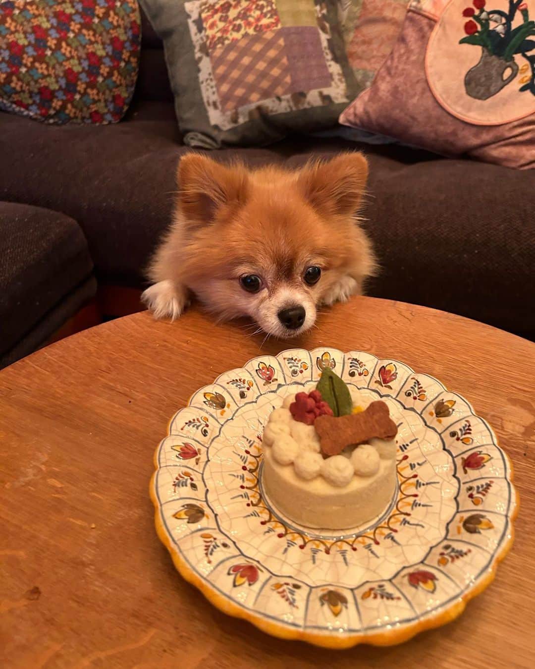 村田倫子さんのインスタグラム写真 - (村田倫子Instagram)「大好きなむぎ、 6歳のお誕生日おめでとう。  これからもずっと そばにいてね☺︎！！  あなたに出会えて 本当によかった。 いつもありがとう。  (最近よく喋る、、、🐕」3月4日 0時05分 - rinco1023