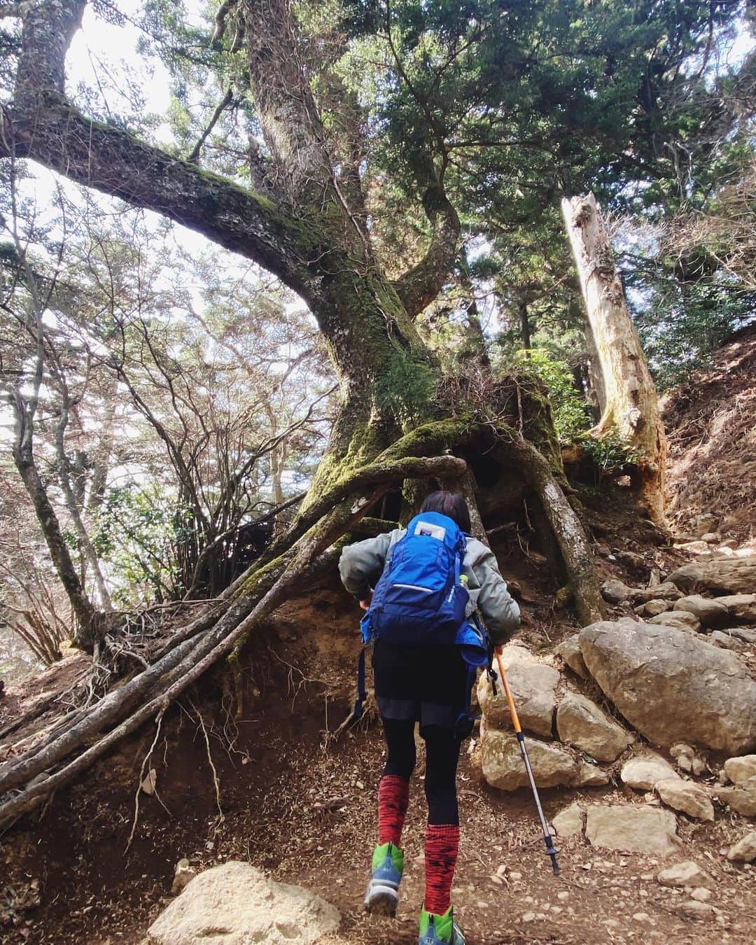 早坂香須子さんのインスタグラム写真 - (早坂香須子Instagram)「3月3日　桃の節句  師匠のyUKIさんからのお誘いで大山阿夫利神社へ。　@yukimake   メイクのMICHIRUさん　@barbiemichiru の完璧なナビゲーションにより、山頂登山、奥社参拝、温泉まで大満喫！ありがとうございました✨  おおよそ4時間の登山で脚とお尻はガクプルですが、到着時には曇っていた空が登山中に晴天になり、冷たい空気の中をTシャツで歩く気持ちよさったら。  自然の中に身を置いて、久しぶりに師匠とゆっくり話し、木々たちと対話し、山頂でyUKIさんが朝握ってくれたおむすびを頬張り、温泉効果もあって深ーく蘇生した気持ちです✨  最高の10年の幕開けになりました🎊✨  yUKIさん、ありがとうございました！ これからの10年も、よろしくお願いします✨  #大山阿夫利神社 #パワースポット #とにかく気がいい #登山」3月4日 8時26分 - kazukovalentine