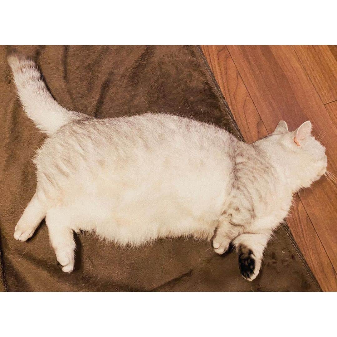 山谷花純さんのインスタグラム写真 - (山谷花純Instagram)「ちょっと…ダイエットかな…。  #ミヌエット #まるとの生活 #猫がいる生活 #にゃんすたぐらむ」3月4日 14時22分 - kasuminwoooow
