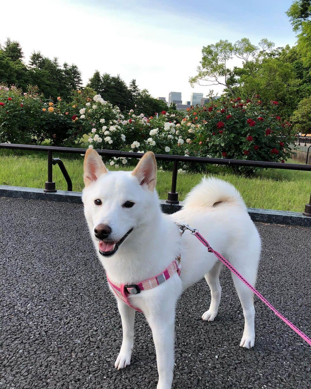 山本里菜さんのインスタグラム写真 - (山本里菜Instagram)「. ちくわちゃん Happy Birthday💘  my big love...  #愛犬 #しば犬」3月4日 17時07分 - rinayamamoto_0622