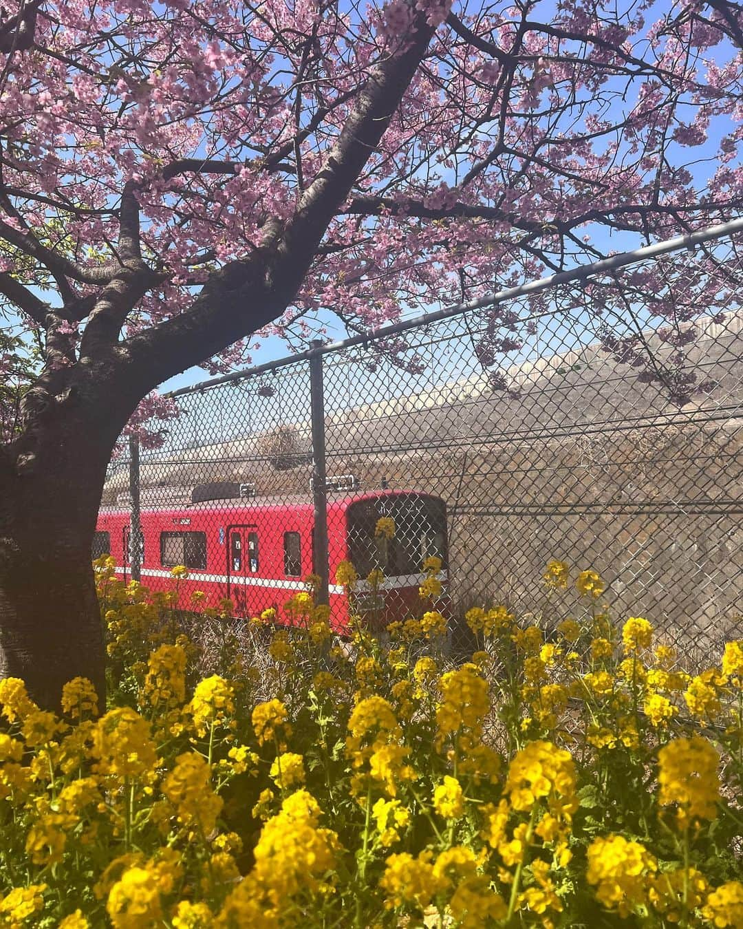 藤木そらさんのインスタグラム写真 - (藤木そらInstagram)「. . It's already the cherry blossom season🥹❣️The four seasons in Japan are truly wonderful 💚🧡I want to cherish them (ˆ♡ˆ)!! ️ . .先日河津桜を見に行ってきたょ(✌🏻️'꒳'✌🏻️)初めて見たんやけど、めちゃくちゃ綺麗でした😍❣️❣️ . .桜だからピンクの服きた🤣w ギャル❌ピンクは最強だな(๑•ᴗ•๑)♡ . . .京急電鉄がいい感じに通り過ぎたからナイスショット(  ｰ̀֊ｰ́)و♡ . . . . . . . . . .#河津桜 #河津桜まつり #神奈川観光 #三浦海岸 #三崎口 #三浦海岸桜まつり #桜2023 #花見 #ギャル #ギャルコーデ」3月6日 19時59分 - sorafujiki