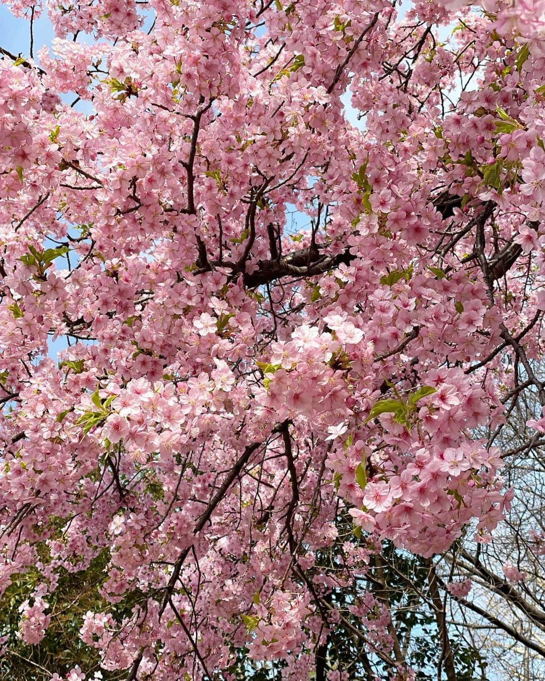 片山萌美さんのインスタグラム写真 - (片山萌美Instagram)「🌸  #定期的nature  #cherryblossom  #japan」3月7日 14時12分 - moet_mi