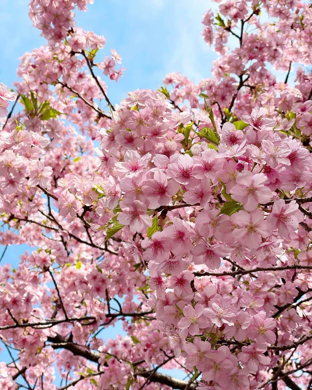 片山萌美さんのインスタグラム写真 - (片山萌美Instagram)「🌸  #定期的nature  #cherryblossom  #japan」3月7日 14時12分 - moet_mi