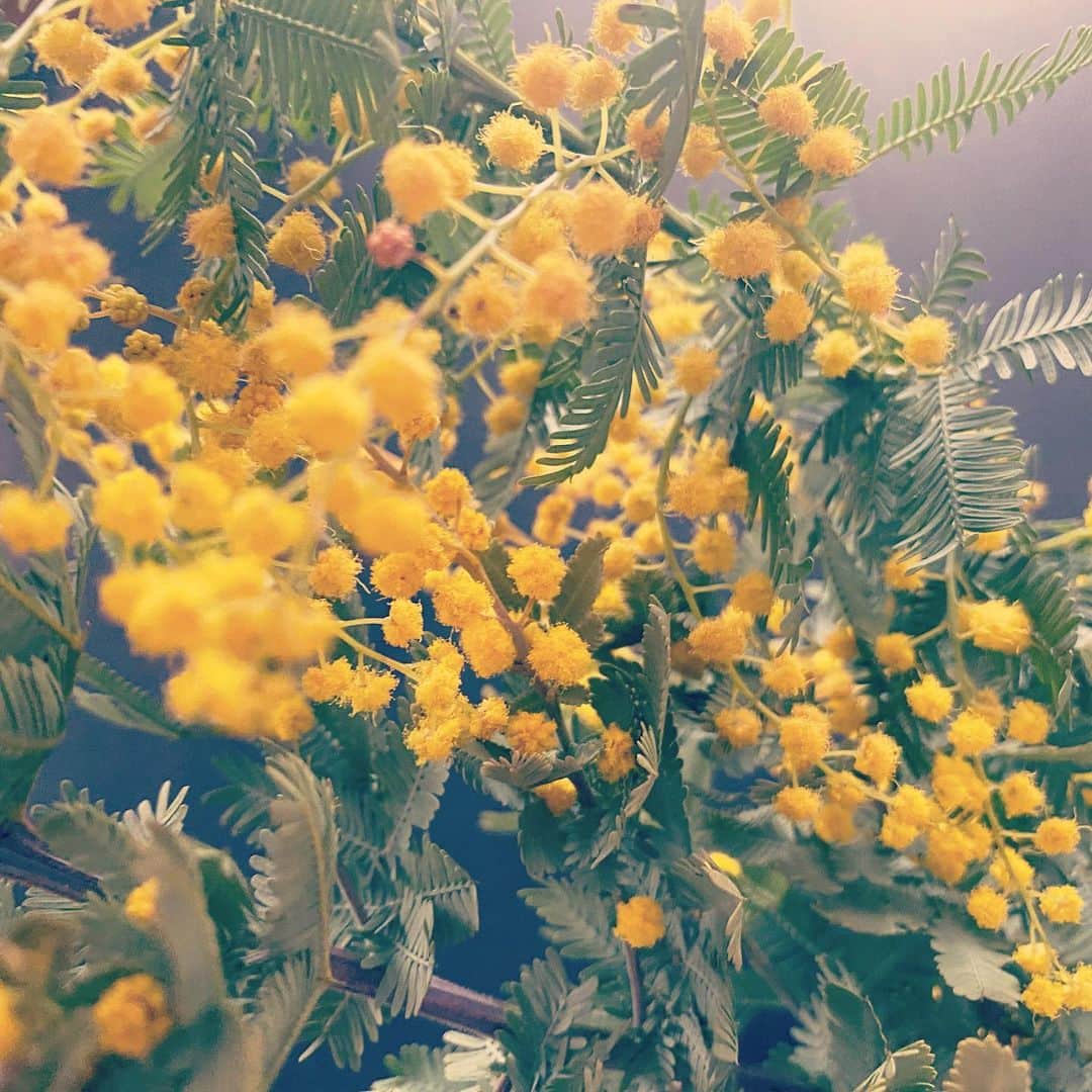 入来茉里さんのインスタグラム写真 - (入来茉里Instagram)「・ 不安なこともあるけど ま、なんとかなるから♡ 心穏やかに ストレスなく 過ごしたいね☺️ ・ #ミモザ #花束 #mimosa」3月7日 17時15分 - iriki.mari_official