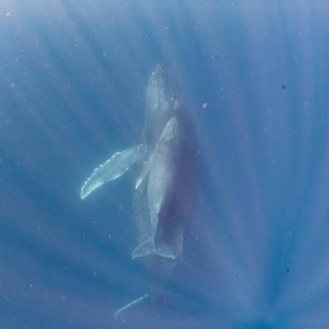 原つむぎさんのインスタグラム写真 - (原つむぎInstagram)「来年もくじら見に行きたいな〜♡  #whale #whalewatching #whaleswim」3月7日 18時35分 - haratsumugi