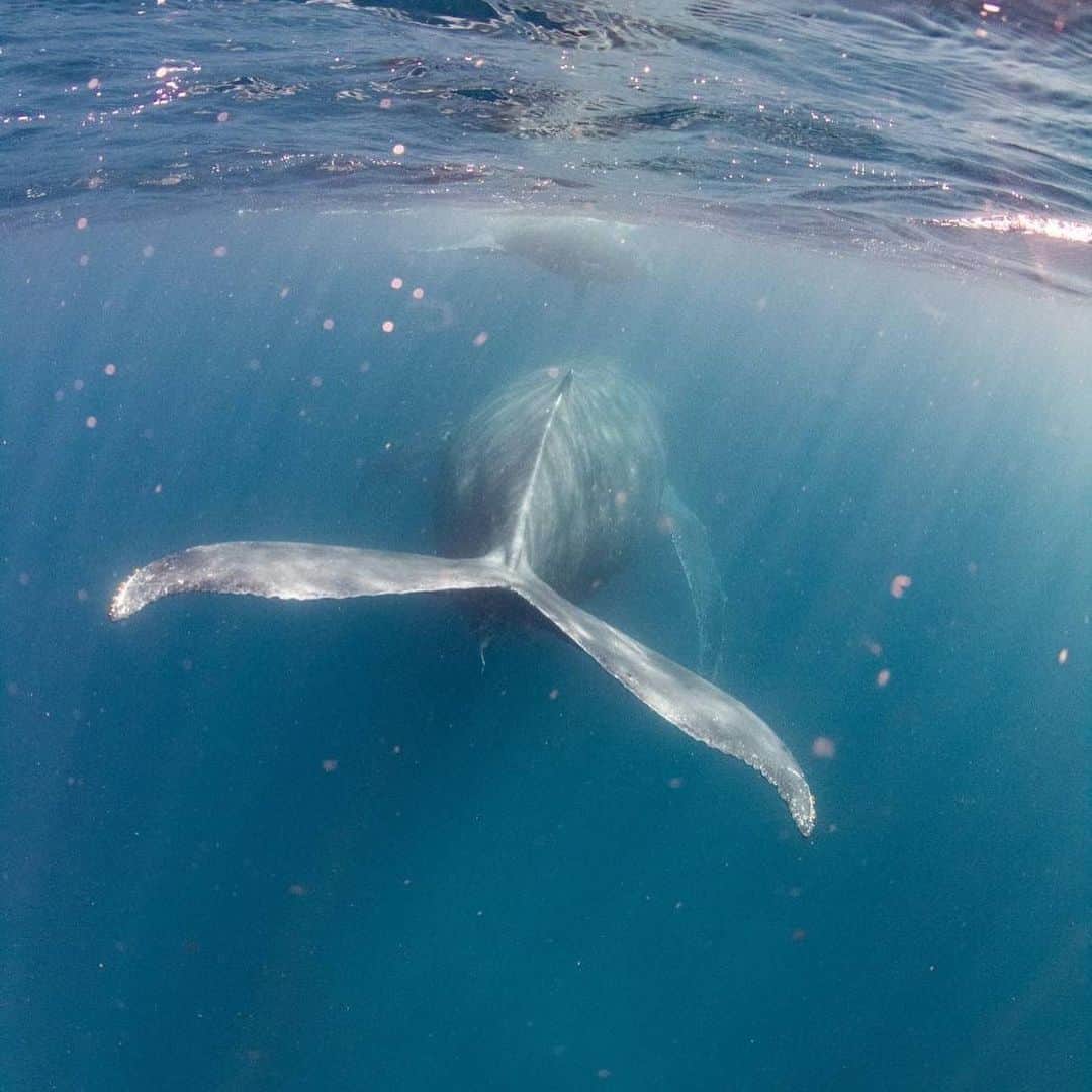 原つむぎさんのインスタグラム写真 - (原つむぎInstagram)「来年もくじら見に行きたいな〜♡  #whale #whalewatching #whaleswim」3月7日 18時35分 - haratsumugi