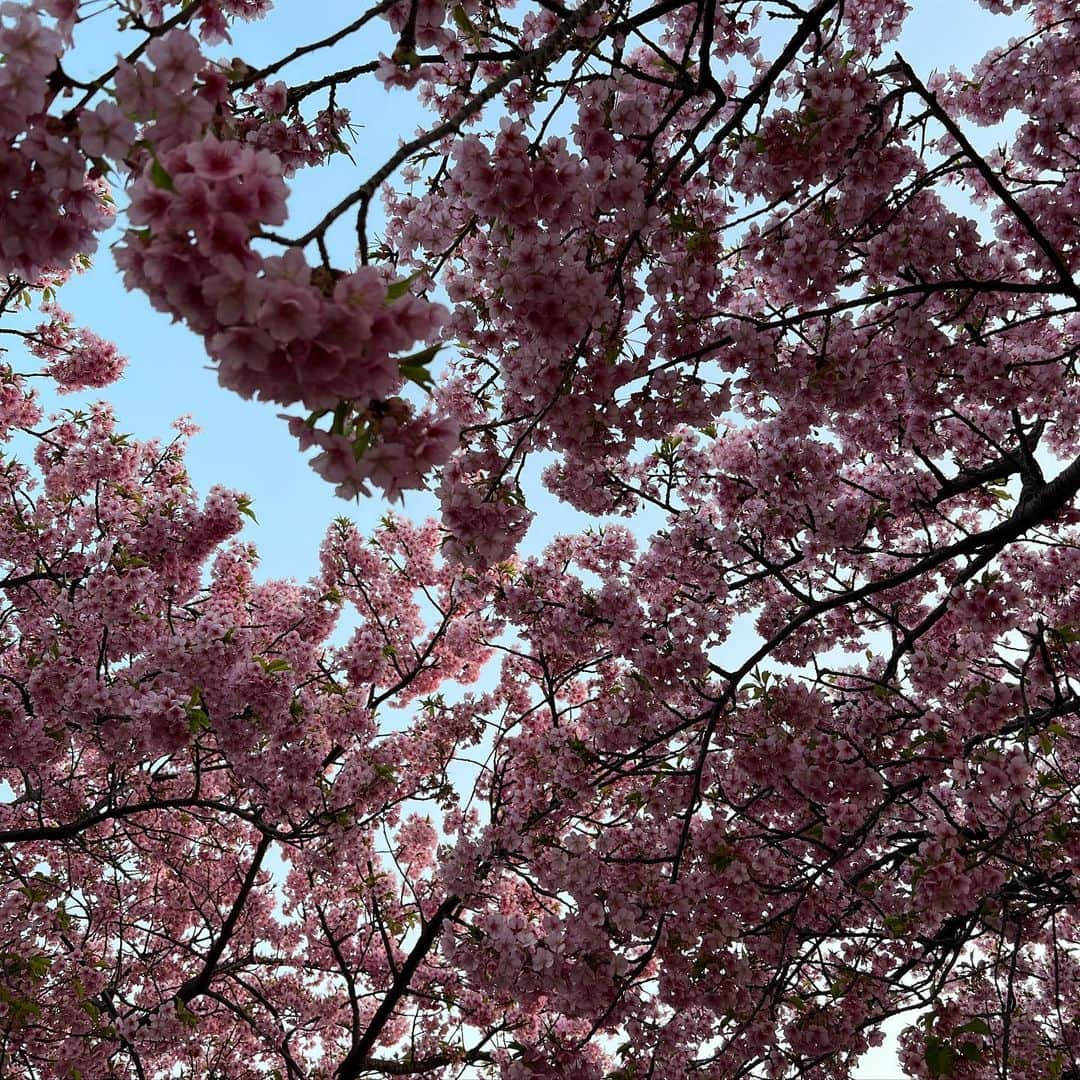 早見優さんのインスタグラム写真 - (早見優Instagram)「Ahhhh! Sakura season in Japan   #sakura #cherryblossom #桜」3月7日 19時04分 - yuyuhayami