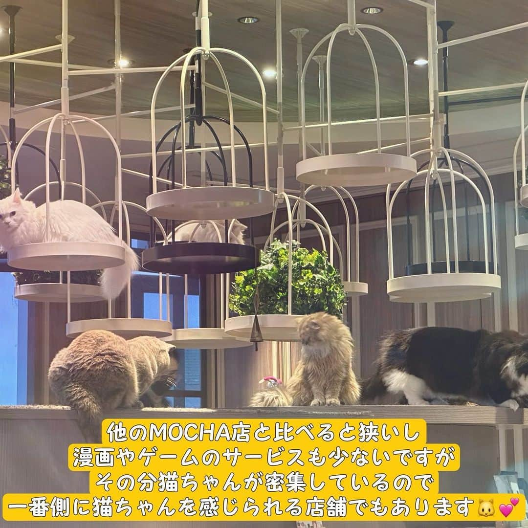 三宮つばきさんのインスタグラム写真 - (三宮つばきInstagram)「日本最大級の猫カフェグループ 『猫カフェMOCHA』の 公式アンバサダーになりました🐱💕  心なしか渋谷の猫ちゃんはふわふわ系が多くて高貴な猫ちゃんが多い気がします✨ お店は他の店舗と比べると狭いですがその分猫ちゃんとの距離が断然近い…！！ 何度も行ったことがありますが混んでいることも少ない印象です👀❣️  渋谷センター街という喧騒の街で一時の癒しまさに猫オアシス🏖✨  🐱好きの私は、しょっちゅう猫カフェMOCHA様を利用していたので、アンバサダーになれてとっても嬉しいです❣️  猫カフェMOCHAの魅力をみなさんに知っていただきもっともっと猫カフェが身近なものになっていったらいいなと思っています☺️  今日は #猫カフェMOCHA渋谷センター街店 にお邪魔しました🐱💕  #猫カフェMOCHA #猫カフェmocha公式アンバサダー  #猫カフェmocha渋谷センター街店」3月7日 21時34分 - tsubaki_s_cmore