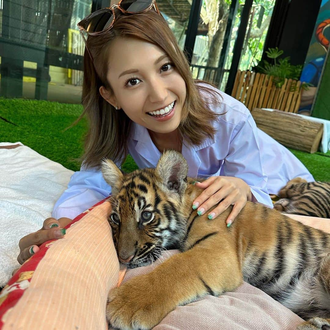 市原彩花さんのインスタグラム写真 - (市原彩花Instagram)「2 months old tiger cubs🐯🐯🐯  生後2ヶ月のトラの赤ちゃん🐯💛 可愛くてやんちゃで、バイバイするのが寂しかった🥺 トラの肉きゅうぅぅ🥺(6枚目)  #タイガーキングダム#chiengmai#chiengmaitrip#thailand#thailandtravel#thailandtrip#チェンマイ#チェンマイ旅行#チェンマイホテル#タイ#タイ旅行#タイ観光#海外旅行#tiger#虎 #あーちゃんチェンマイ」3月9日 15時29分 - ayaka_ichihara