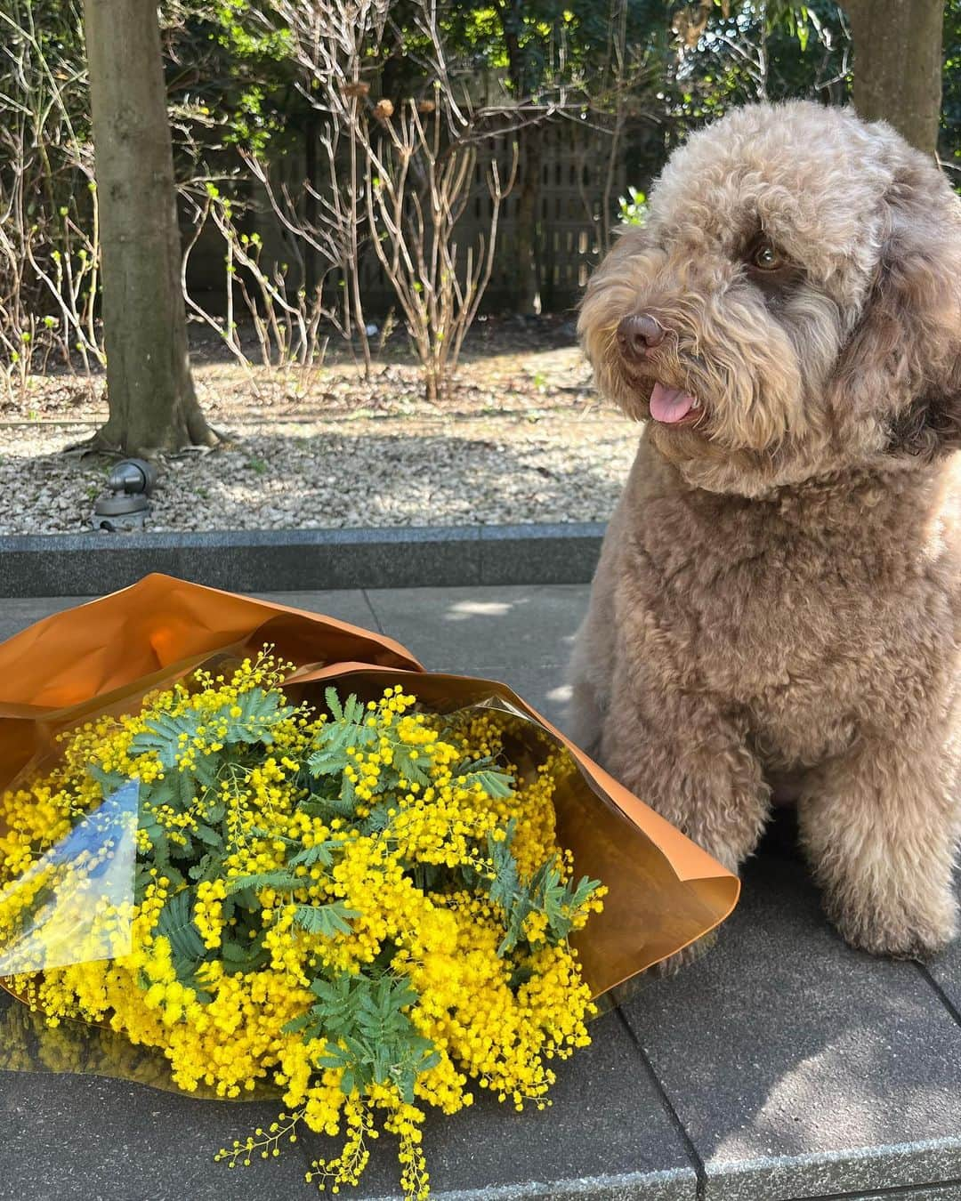 工藤静香さんのインスタグラム写真 - (工藤静香Instagram)「Happy international woman’s day  今日はミモザの日  イタリアの「ミモザの日」は、 女性に感謝を込めて、母親や妻、友人、会社の同僚などに愛や幸福の象徴でもあるミモザが贈られています。  Instagramをご覧の皆様へミモザを✨✨✨  @bulgari #Bulgari #AvroraAwards #InspiringWomen #国際女性デー」3月8日 19時07分 - kudo_shizuka