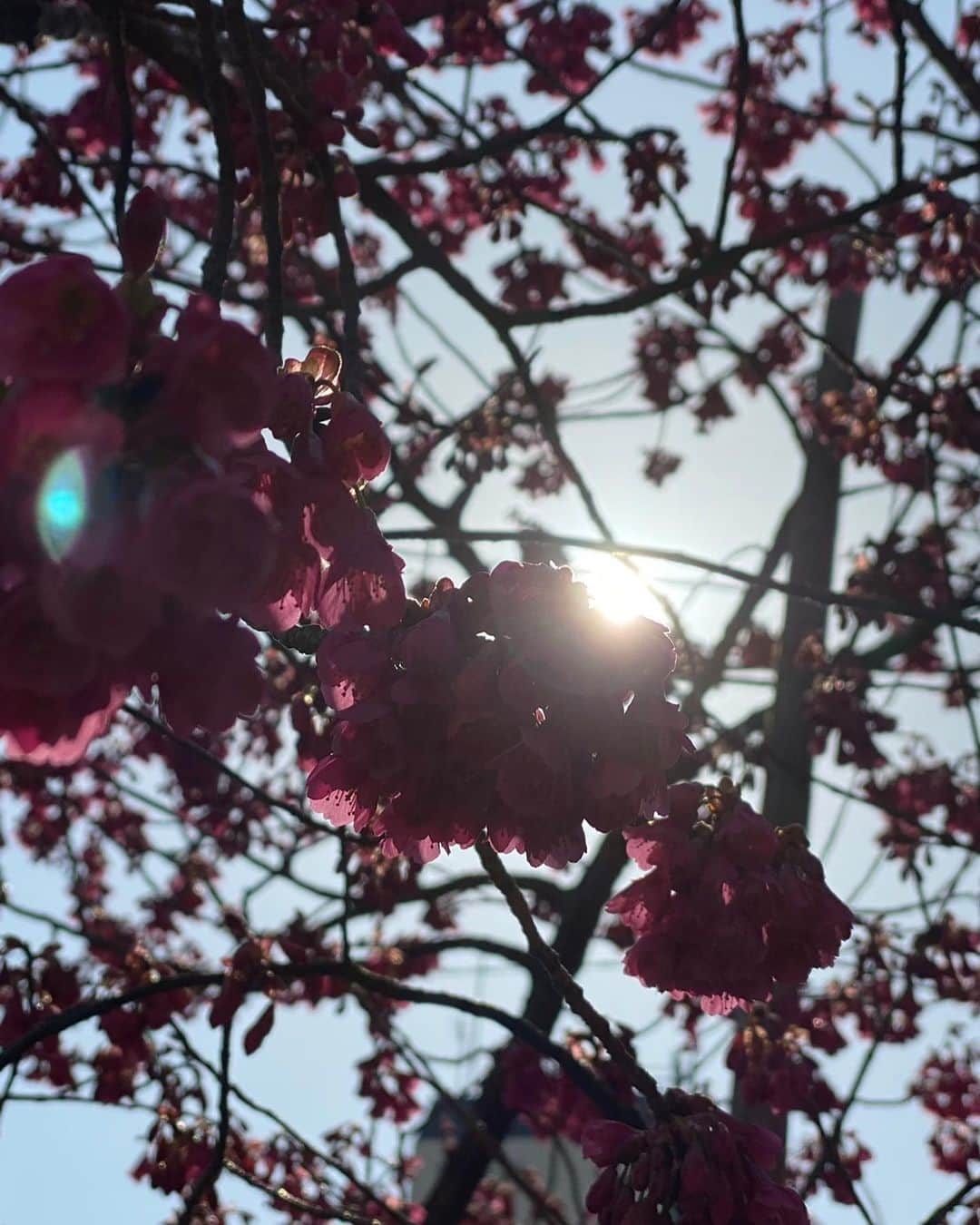 榊原郁恵さんのインスタグラム写真 - (榊原郁恵Instagram)「. 我が家のシュガー・コーンちゃんの血液検査の結果を聞きに行く途中❗️ 『花開く準備　完了❣️』の桜の下を通りました😊  遠くから見ても 木がピンクに覆われて…… もう春がそこまで来てますね〜❣️ 昨日の満月も綺麗でしたね〜❣️  そういえば先日裕太からLINEが… 『中居さんがラジオでお父さんの事話してるー』と。 ラジコでも聴けるので、良かったら中居くんの渡辺との思い出トーク聴いてみて🤗  追伸：中居くんの番組は土曜日放送でした❗️  #中居正広  #ニッポン放送  #中居正広on_and_on_air  #桜」3月8日 19時12分 - sakakibara.ikue