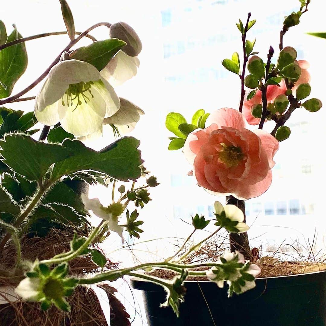水木一郎さんのインスタグラム写真 - (水木一郎Instagram)「【水木一郎スタッフより】  ボケ、クリスマスローズ、いちご…。 アニキの好きだったお花たちが今年も咲いています。  #ボケ #クリスマスローズ #いちご」3月9日 15時12分 - ichiromizuki