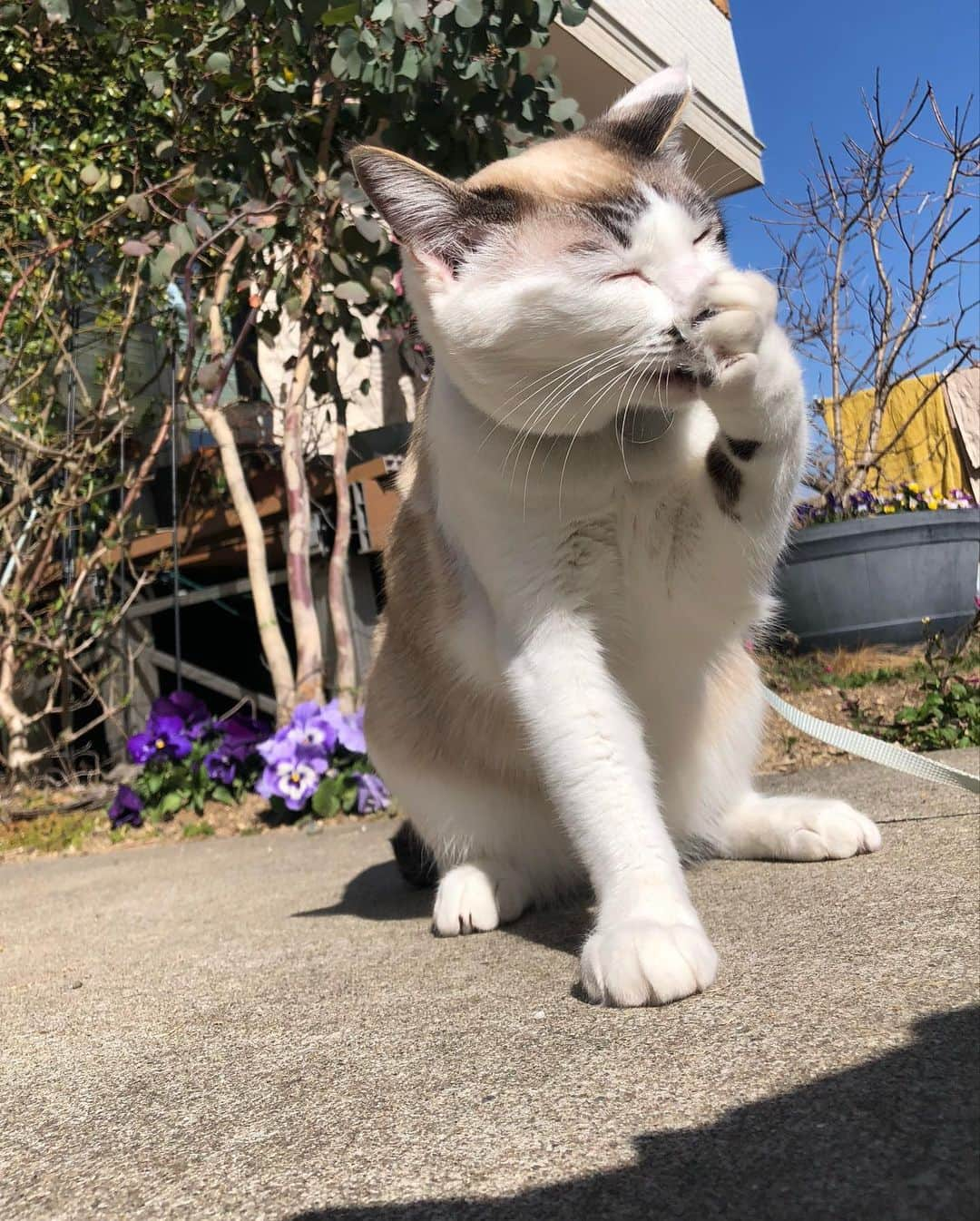 小野真弓さんのインスタグラム写真 - (小野真弓Instagram)「おはようございます☺️ 今朝は雷雨からの〜 晴天😆⚡️🌈✨＼(^ω^)／  あったかくて 春の鳥の声がぴやぴや🕊🌸 気持ちがいい〜✨ そろそろ、もこもこ冬服も卒業かな^_^  アオナナも、にわんぽ🐯🐯🌷 にゃんこ用のハーネス、 ニャーメスを出すとー 大喜びで走ってきにゃす😆🌿✨  お外が楽しい季節( ´ ▽ ` ) 良い一日をお過ごしください☺️  #わんさんぽ風景 #犬と猫のいる暮らし #にわんぽねこ #ニャーメス #犬猫日記  🐱🍼 #保護仔猫#むつきくん#むーちゃん#♂ #生後1ヶ月半くらい #あまえんぼ#さみしんぼ #お腹ゆるゆる#虫さんいっぱい#かぜっぴき#隔離中」3月10日 8時10分 - hanaharuaroi