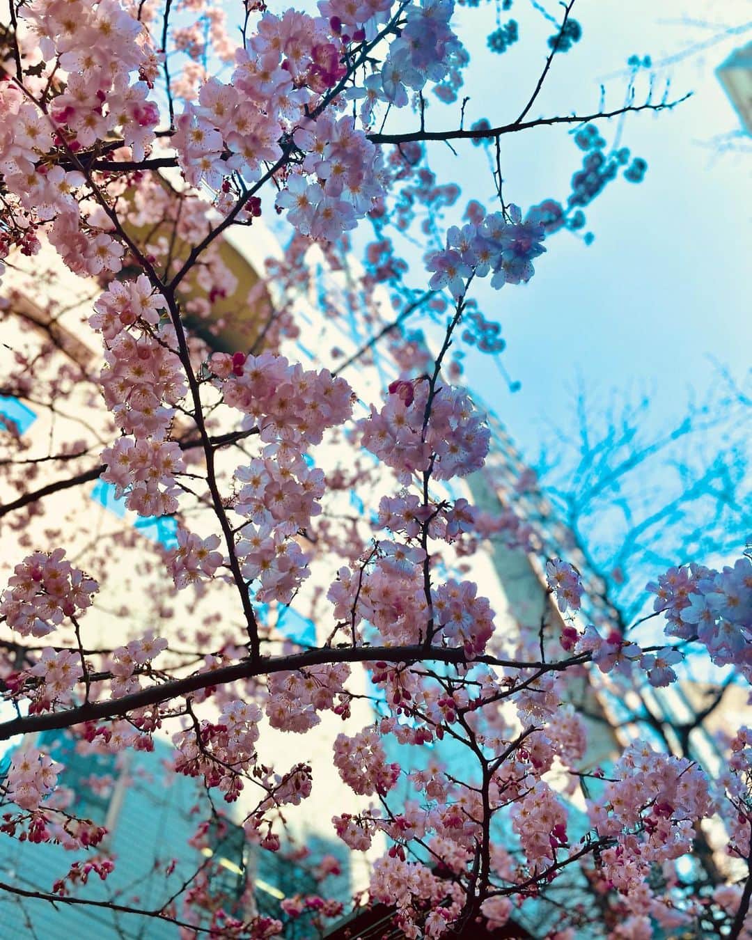 千葉真由佳さんのインスタグラム写真 - (千葉真由佳Instagram)「【赤坂にも🌸】 ちょっと前に梅を見に行って 春気分を味わったと思ったら  身近な場所で1本の木が ほぼ満開に🤭✨ TBS社屋付近の小道にありました  でも梅、桜、桃の見分け方を いつも忘れてしまって😂  改めてお勉強を...。  ノートにメモしたので お散歩の参考になれば🤭🌸  絵は下手ですが 伝わるといいなぁ〜😂  品種も色々あるし いつか何もなくても すぐ分かるようになりたいものです😄  ちなみにこの絵文字は 花びらの先が割れているから 桜🌸ですね😄✨  今日もよい一日にしましょう💪  ●3/7（火）🖤 NEWYORKER（トップス） @newyorker.since1964 #newyorker tocco closet（スカート） @tocco_closet mimi33（ピアス） @mimi33_official #mimi33  ●3/8（水）💚 INDIVI（トップス） @indivi__official #INDIVI #インディヴィ COHINA（スカート） @cohina.official mimi33（ピアス） @mimi33_official #mimi33」3月10日 8時20分 - mayuka.chiba