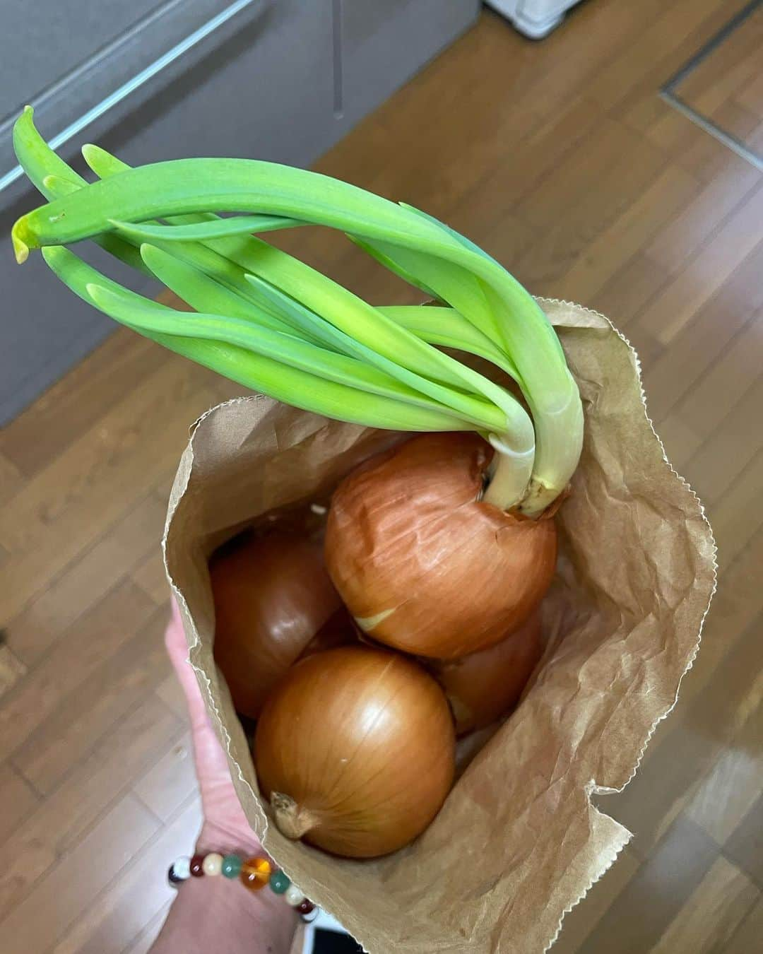 飯島直子さんのインスタグラム写真 - (飯島直子Instagram)「おはようございます^ ^♪  今日も暖かい^＾＾  ベンジャミン！ そうなんですね♪( ´▽｀) おしえてくれてありがとう！  ベンちゃんと名付けますね＾＾  8.9のへんじすこしさせてね  愛犬ももは体調小さめですが 2.0キロあります 気管支の病気があるので 散歩にいけなくなりました(´･_･`) でも、とても元気ですよ♪  わたしはどちらかというと ネガティブな性格です^ - ^  シミレーザーは事前に麻酔テープをもらうといいです(*^^*) 痛みはんぶん＾＾  ひとりで娘を19才まで 育ててすばらしいです 18年子育てを一緒にしていなかった父親に育て方がわるいなんて、ナンセンスだとわたしは 思ってしまいます  あなたはきっと人知れず苦労をし、たくさんナミダした日も多かったと思います  胸をはって、自信もってください！ 挨拶や礼儀は社会に出たとき センパイ達が教育してくれます ٩(๑❛ᴗ❛๑)۶  今日はきのう買ったパンです  レーズンやくるみが入ってます  タマネギとコーンスープ  ソーセージ(残りシャウエッセン)  ニンジンツナ(昨日)  なぜか高野豆腐  みてみぬふりしてた ムラサキキャベツ (カンタンに、その名のとおりカンタン酢で)  タマネギの成長がいちじるしかったですヽ(´▽｀)/♪」3月10日 11時38分 - naoko_iijima_705_official