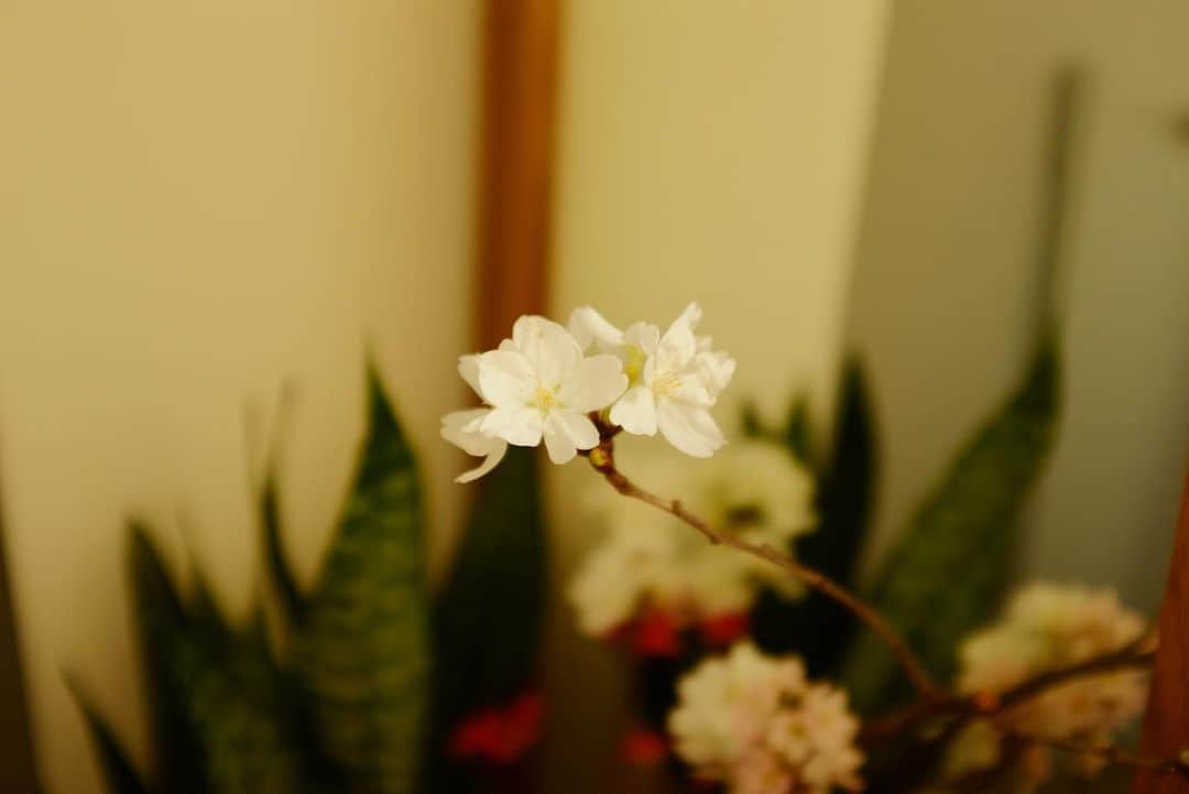 真奈さんのインスタグラム写真 - (真奈Instagram)「今おうちに生けてるお花💐  お家中に桜いるから 花びらが舞っています。  カポックの新葉と 植えた唐辛子の芽と 宇宙船サボテン🌵  みんなかわいい癒される🌱  #植物のある暮らし」3月10日 20時01分 - manatmnt0116
