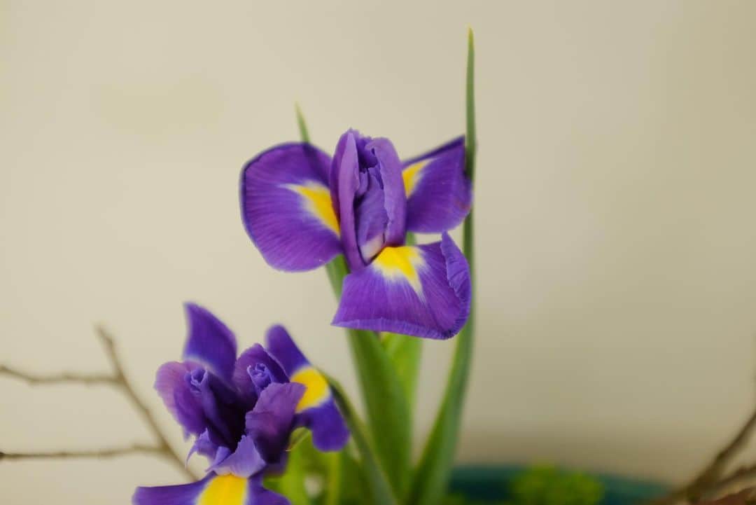真奈さんのインスタグラム写真 - (真奈Instagram)「今おうちに生けてるお花💐  お家中に桜いるから 花びらが舞っています。  カポックの新葉と 植えた唐辛子の芽と 宇宙船サボテン🌵  みんなかわいい癒される🌱  #植物のある暮らし」3月10日 20時01分 - manatmnt0116