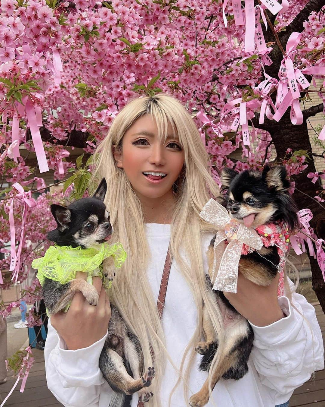 やよさーんさんのインスタグラム写真 - (やよさーんInstagram)「. 犬ちゃん達と桜神宮に行ってきたぁぁ🥰🌸🌸 可愛いすぎるぅぅてぃーちゃんはーたん🐶🌸 . . #さくら #桜神宮 #blossom #blossom🌸 #お花見スポット」3月11日 12時10分 - yayosaan