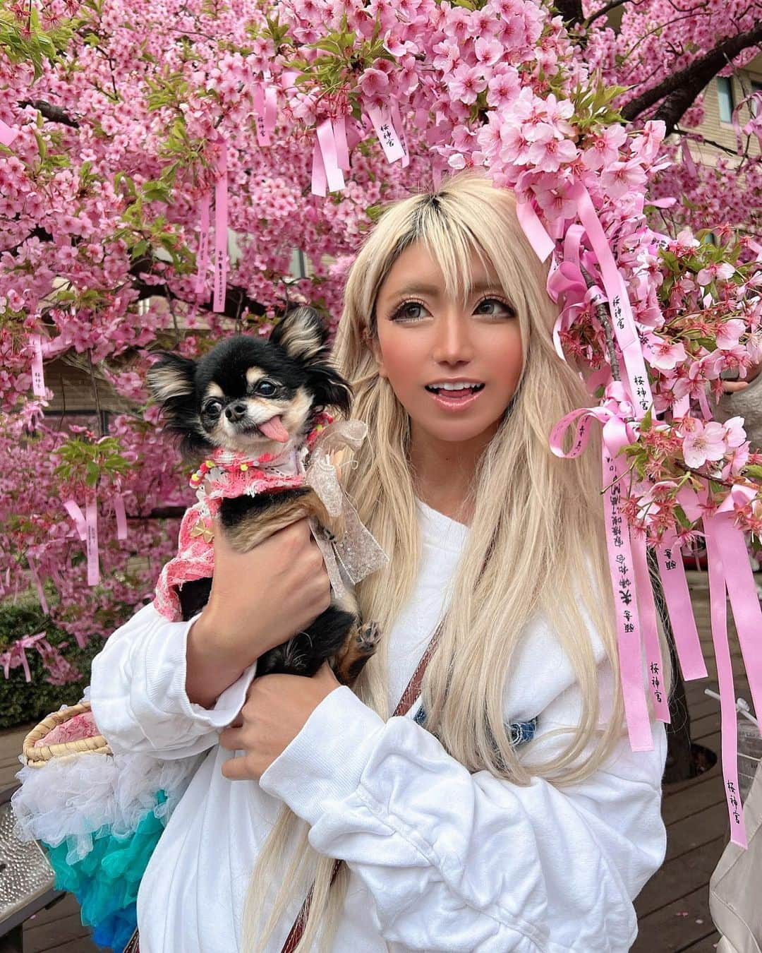 やよさーんさんのインスタグラム写真 - (やよさーんInstagram)「. 犬ちゃん達と桜神宮に行ってきたぁぁ🥰🌸🌸 可愛いすぎるぅぅてぃーちゃんはーたん🐶🌸 . . #さくら #桜神宮 #blossom #blossom🌸 #お花見スポット」3月11日 12時10分 - yayosaan