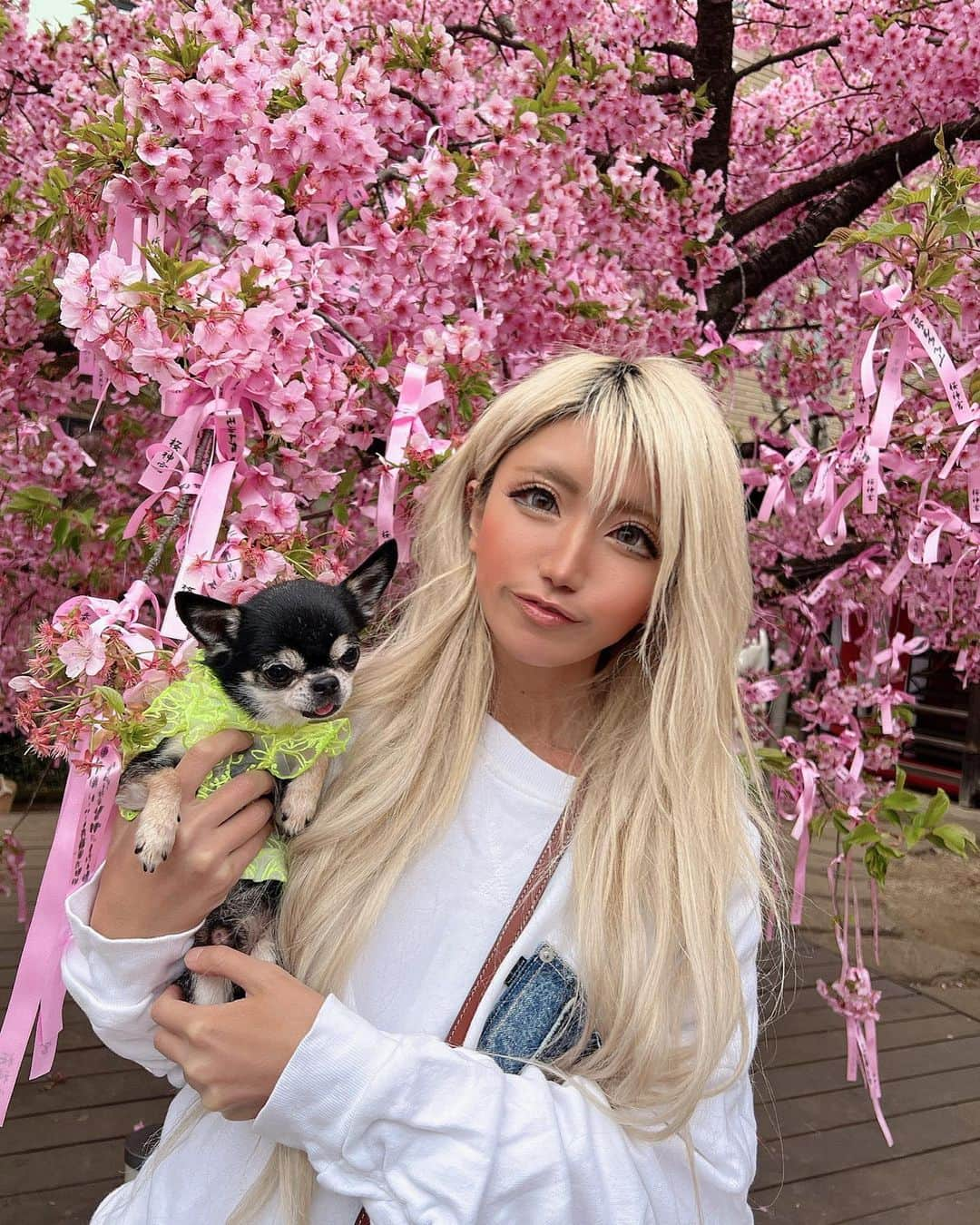 やよさーんさんのインスタグラム写真 - (やよさーんInstagram)「. 犬ちゃん達と桜神宮に行ってきたぁぁ🥰🌸🌸 可愛いすぎるぅぅてぃーちゃんはーたん🐶🌸 . . #さくら #桜神宮 #blossom #blossom🌸 #お花見スポット」3月11日 12時10分 - yayosaan