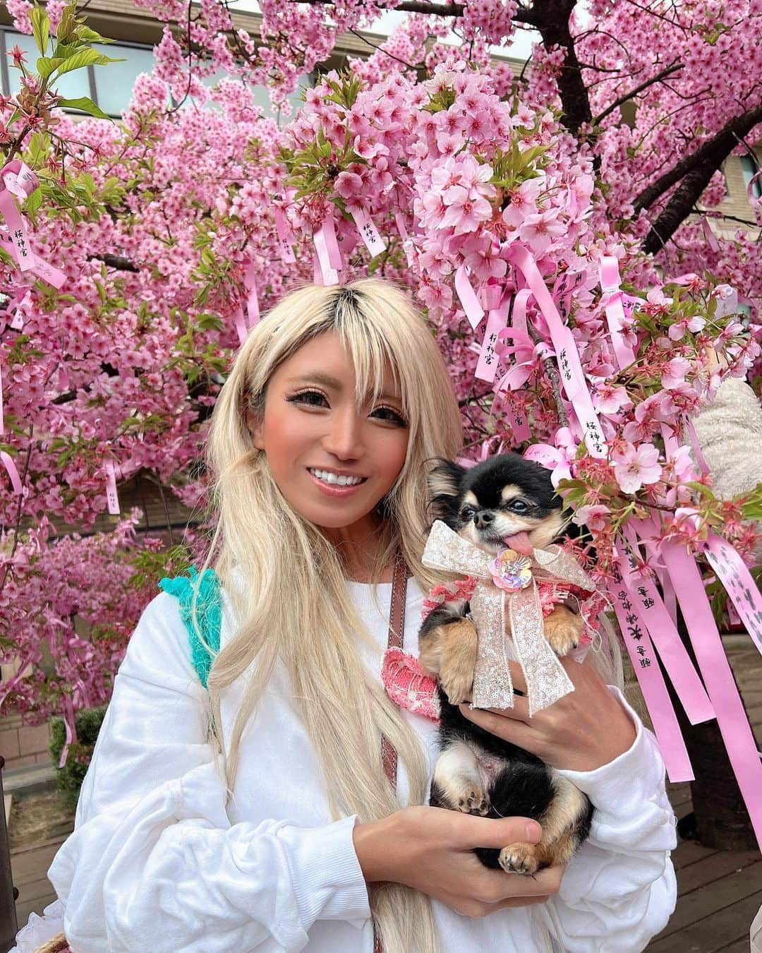 やよさーんさんのインスタグラム写真 - (やよさーんInstagram)「. 犬ちゃん達と桜神宮に行ってきたぁぁ🥰🌸🌸 可愛いすぎるぅぅてぃーちゃんはーたん🐶🌸 . . #さくら #桜神宮 #blossom #blossom🌸 #お花見スポット」3月11日 12時10分 - yayosaan