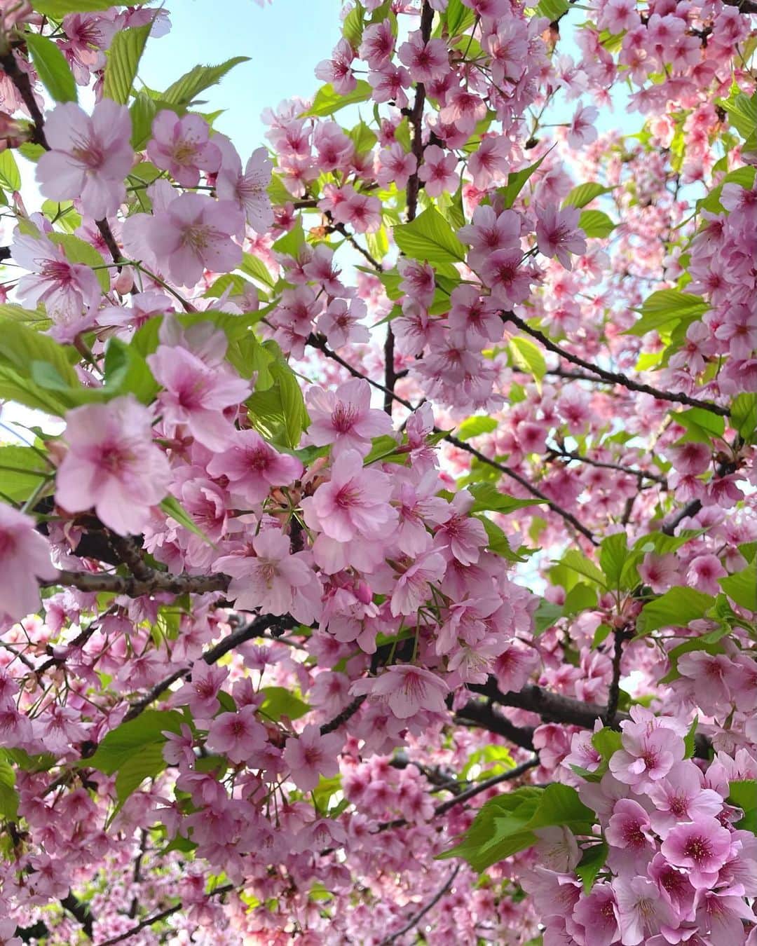 西川瑞希（みずきてぃ）さんのインスタグラム写真 - (西川瑞希（みずきてぃ）Instagram)「春の陽気に包まれて息子くんとのはじめてのおさんぽ🌸1か月検診も無事終わり"ちょっとづつお外ももう大丈夫ですよ"とのお話しを頂いたのでお天気のいい日に☺︎  ベビーカーは @cybex_japan MIOS。安定感もあって、なめらかに進んでくれるので気持ちそうにしてくれました！  カラーは、クロームフレームにマンハッタングレープラス。  これとは別に車用のベビーシートもサイベックスのものにしたのですが、シートごとベビーカーに乗せることができるのも便利です//(ベビーシートは雰囲気変えたくてブラックカラーに✨)  慣れてきたら、わんこたちも一緒にみんなでおさんぽに行くのがたのしみです♡  #cybex #cybexmios #baby #mylove #mizukifamily_ ベビーカー #サイベックス #0歳 #1ヶ月検診 #男の子ベビー #男の子ママ #おさんぽ #春 #赤ちゃんのいる生活」3月11日 19時37分 - mizuki_nishikawa_