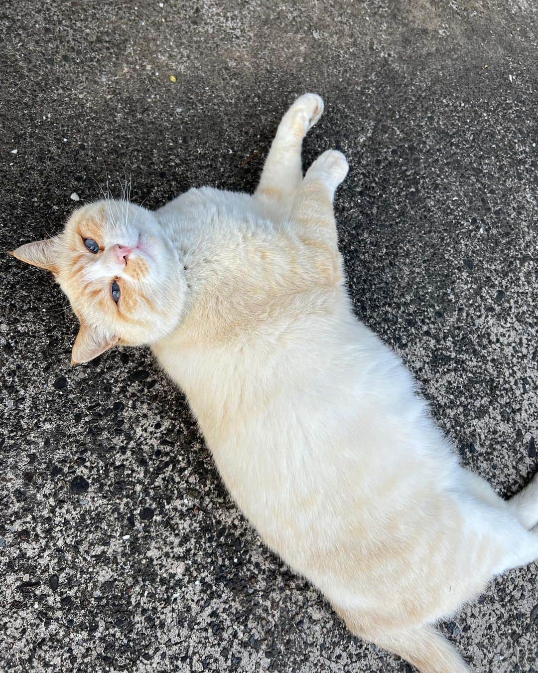 ちとせよしのさんのインスタグラム写真 - (ちとせよしのInstagram)「ロケ現場で出会った猫ちゃん🐈🐾 人懐っこくてずっとお腹見せてゴロゴロしてくれました(⑉･ ･⑉) 癒された~♡  #猫 #オフショット」3月12日 18時33分 - chitose_yoshino