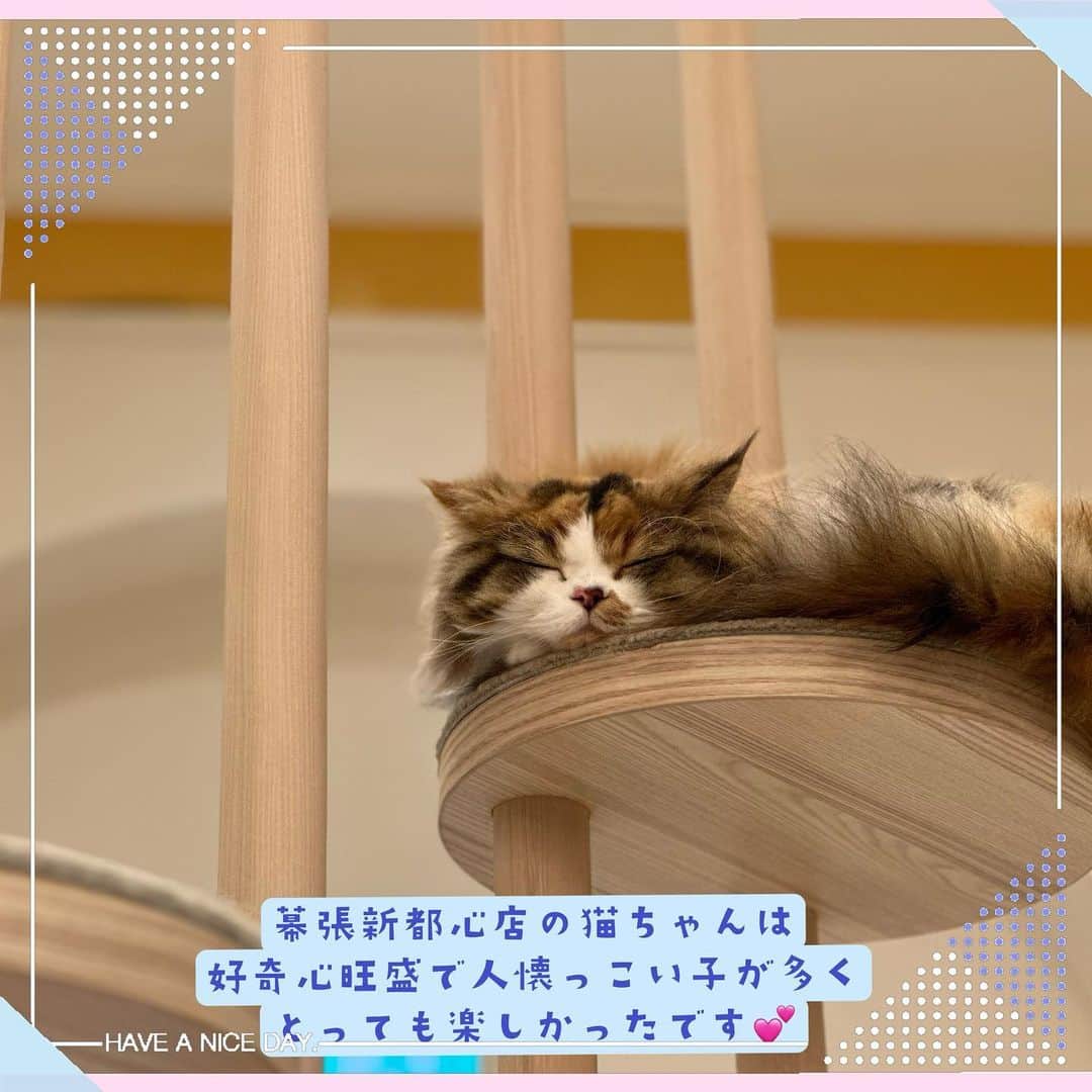 三宮つばきさんのインスタグラム写真 - (三宮つばきInstagram)「日本最大級の猫カフェグループ 『猫カフェMOCHA』の 公式アンバサダーになりました🐱💕  今日は特別な🐱に会いに車で幕張に行きました🚗🚗！ すごく大きなイオンの中にある #猫カフェmochaイオンモール幕張新都心店   高い天井の明るくかわいい店内には好奇心旺盛で活発な猫ちゃんがたくさん居ました❣️ 気づいたら猫に囲まれていました☺️  最近猫カフェMOCHAでは #長ぐつをはいたネコと９つの命 とのコラボ企画をやっていて今日しか行けなかったので会いに行ったのですがタイミング合わず…😣 まだ機会はありますのでもしよければ参加してみてくださいね🥺  🐱好きの私は、しょっちゅう猫カフェMOCHA様を利用していたので、アンバサダーになれてとっても嬉しいです❣️  猫カフェMOCHAの魅力をみなさんに知っていただきもっともっと猫カフェが身近なものになっていったらいいなと思っています☺️  #猫カフェMOCHA #猫カフェmocha公式アンバサダー  #猫カフェmochaイオンモール幕張新都心店」3月12日 22時42分 - tsubaki_s_cmore