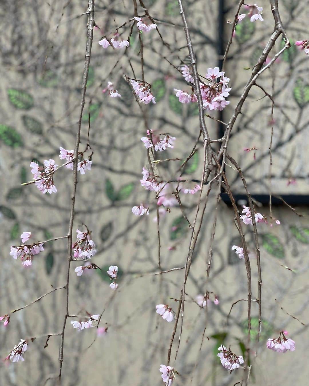 結城アンナさんのインスタグラム写真 - (結城アンナInstagram)「🙄我が家の桜咲き始め宣言🌸いつもより2〜3週間早い気がします🤔 Cherry blossoms are 2〜3 weeks early this year 🤔🙄  #桜 #cherryblossom」3月13日 8時15分 - ayukihouse