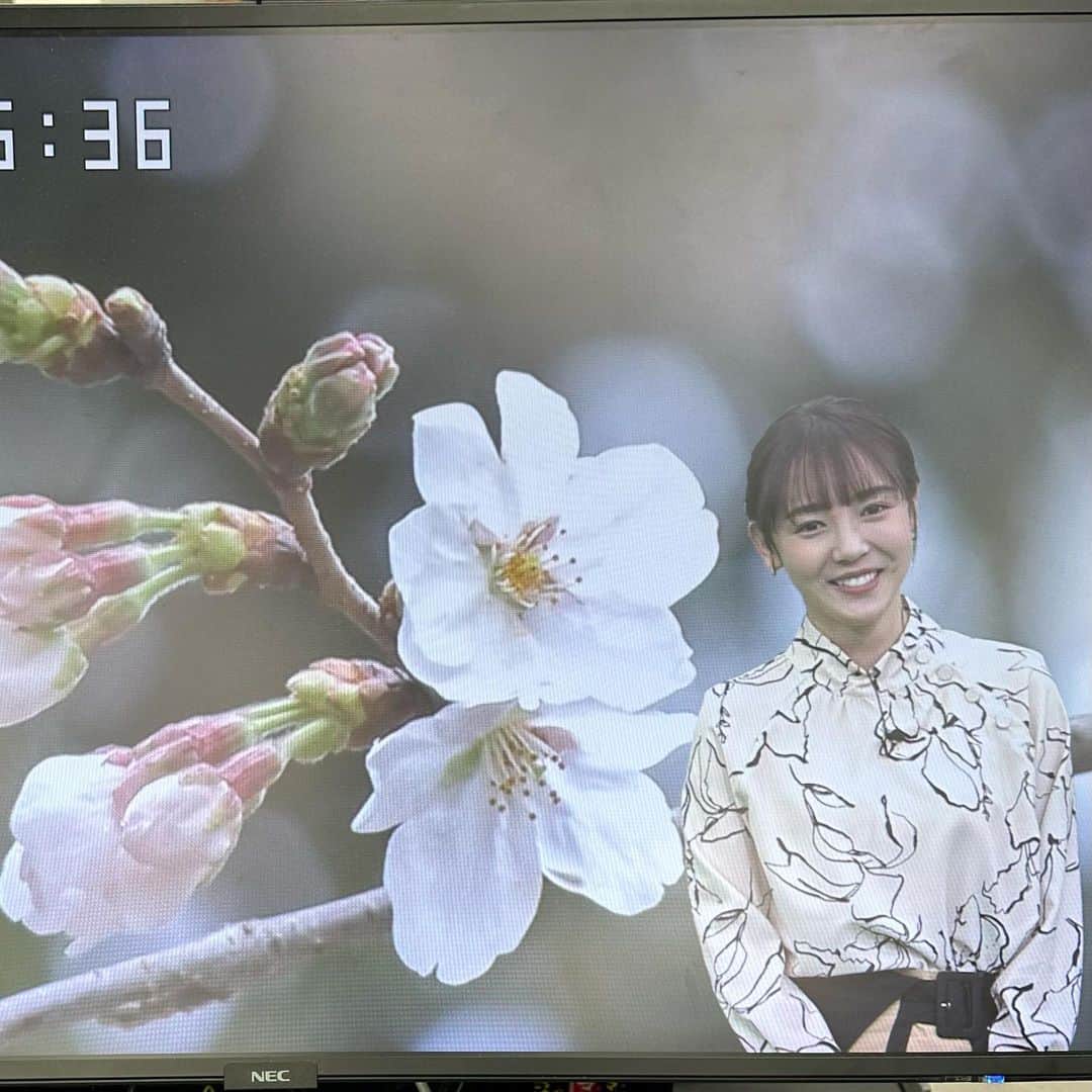 森千晴さんのインスタグラム写真 - (森千晴Instagram)「桜の開花発表がありそうですね〜🌸今朝のお天気でも、靖国神社の桜の標本木の話題でお伝えしました！ リハ中の写真🤳  やっぱりソメイヨシノって綺麗ですね〜☺️  0314(火) トップス、ボトムス @ala_mode2015 アクセサリー　@va_vendomeaoyama」3月14日 8時18分 - mori.chiharu
