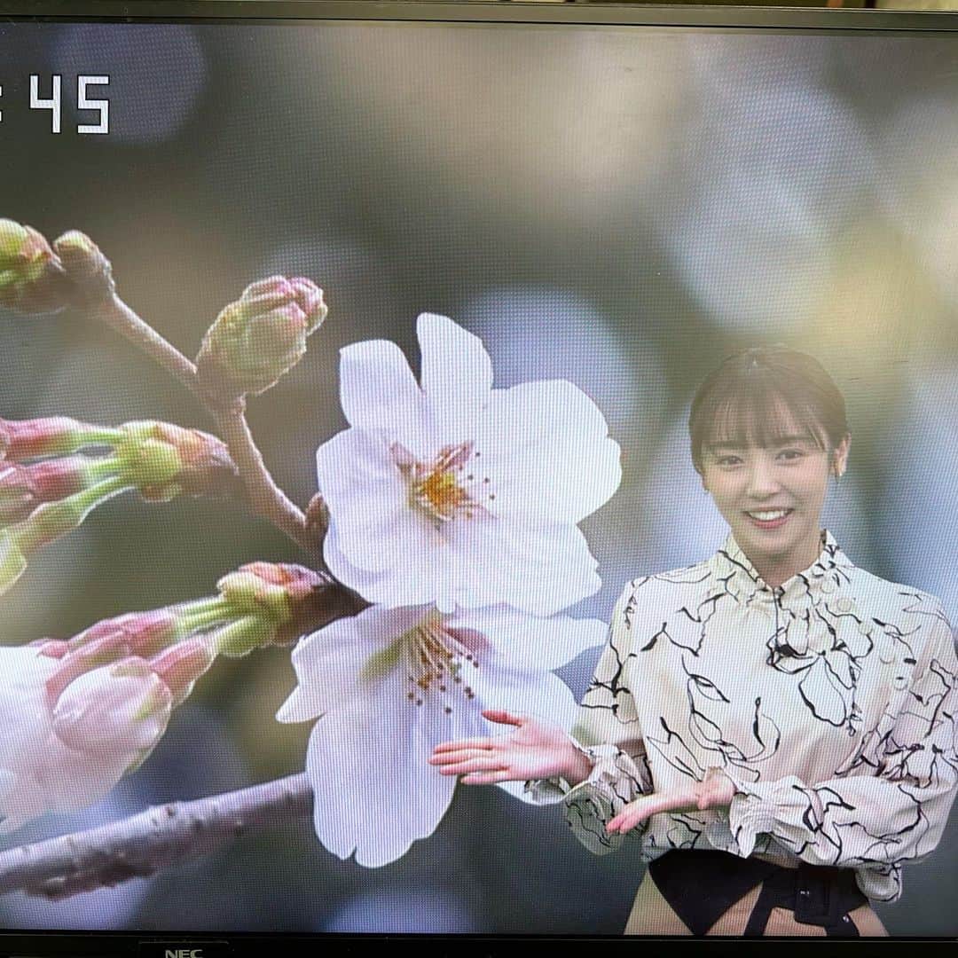 森千晴さんのインスタグラム写真 - (森千晴Instagram)「桜の開花発表がありそうですね〜🌸今朝のお天気でも、靖国神社の桜の標本木の話題でお伝えしました！ リハ中の写真🤳  やっぱりソメイヨシノって綺麗ですね〜☺️  0314(火) トップス、ボトムス @ala_mode2015 アクセサリー　@va_vendomeaoyama」3月14日 8時18分 - mori.chiharu