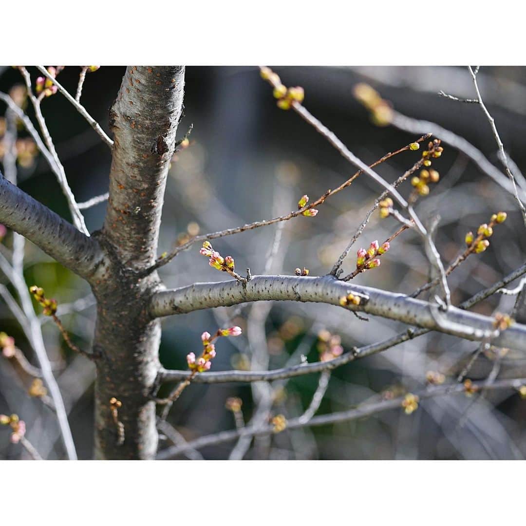石井美保さんのインスタグラム写真 - (石井美保Instagram)「昨日まで閉じていた蕾が今まさに！あと少し！🌸 今日の温かさで一気に開花しそう。100-400GMの出番📷」3月14日 15時32分 - miho_ishii
