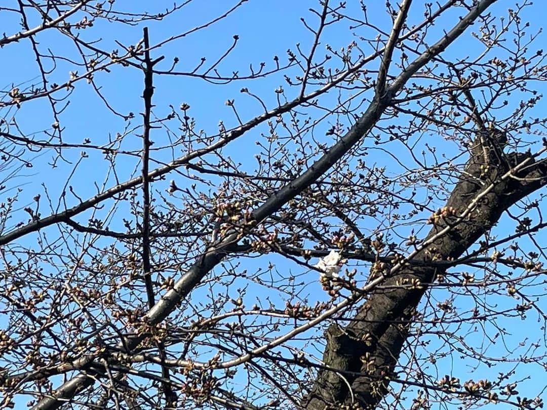 及川奈央さんのインスタグラム写真 - (及川奈央Instagram)「浅草にて。  #ソメイヨシノ に一輪だけ咲いた桜を見つけました𓂃🌸𓈒𓏸 春ですね。」3月14日 20時32分 - naooikawa