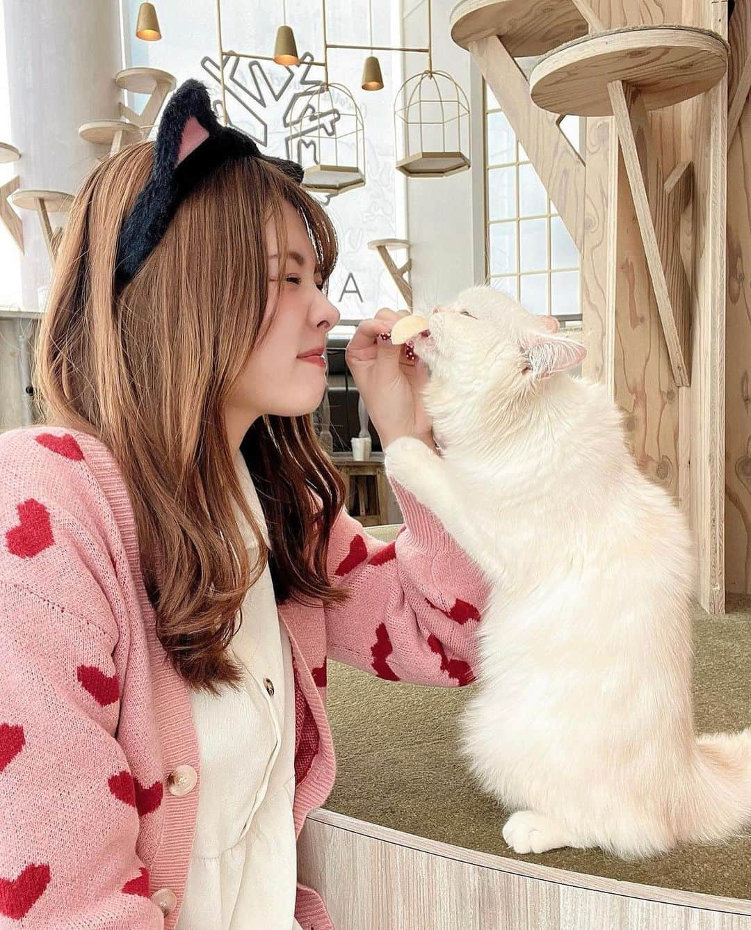 美女美容事情さんのインスタグラム写真 - (美女美容事情Instagram)「《猫カフェの癒し💖🐈》 *⁠ リポストを使って素敵な美女の投稿を紹介させて頂く【ビジョビ💄美女美容事情💅】のコーナーです✨ *⁠ 今回ご紹介させて頂きますのは!!👀❤︎⁠⠀ y0uc0riinさん< @xxy0uc0riinxx >の素敵なお写真📸⁠⠀⁠⠀⁠⠀⁠ *⁠⠀⁠⠀⁠⠀⁠⠀ 猫カフェの白猫と猫耳美女❣️🐱 可愛い組み合わせがたまらないです💛🤍 *⠀⁠⠀⁠⠀⁠⠀⁠⠀ y0uc0riinさん< @xxy0uc0riinxx > ⁠⠀⁠⠀⁠⠀⁠⠀ 素敵な投稿ありがとうございました☺️📸✨ *⠀⁠⠀⁠⠀⁠⠀⁠⠀ y0uc0riinさんのアカウントには他にも素晴らしい投稿が沢山ありますので是非覗いてみてくださいね💁‍♀️💙⁠⠀⁠⠀⁠⠀⁠⠀ *⠀⁠⠀⁠⠀⁠⠀⁠⠀ △▼△▼△▼△▼△▼△▼△▼△▼△▼ ⁠⠀⁠⠀⁠⠀ ❤🧡💛「美女美容事情」💚💙💜⠀⠀⠀⠀⠀⠀⠀⠀⠀⠀⠀⠀⠀⠀⁠⠀⁠⠀⁠⠀⁠⠀⁠⠀ 👇掲載ご希望の方は👇⠀⠀⠀⠀⠀⠀⠀⠀⠀⠀⠀⠀⠀⠀⠀⁠⠀⁠⠀⁠⠀⁠⠀⁠⠀ @b_b_j.jタグ付けと🖤 #ビジョビ ⁠⠀ 🖤タグ付けお願いします✨⠀⠀⠀⠀⠀⠀⠀⠀⠀⠀⠀⠀⠀⠀⠀⁠⠀⁠⠀⁠⠀⁠⠀⁠⠀ △▼△▼△▼△▼△▼△▼△▼△▼△▼ ⁠⠀⁠ #猫カフェmocha#猫カフェ#PR#原宿猫カフェ#原宿カフェ#🐈#catcafe#harajyuku#東京#東京観光#原宿観光#原宿」3月15日 17時33分 - b_b_j.j