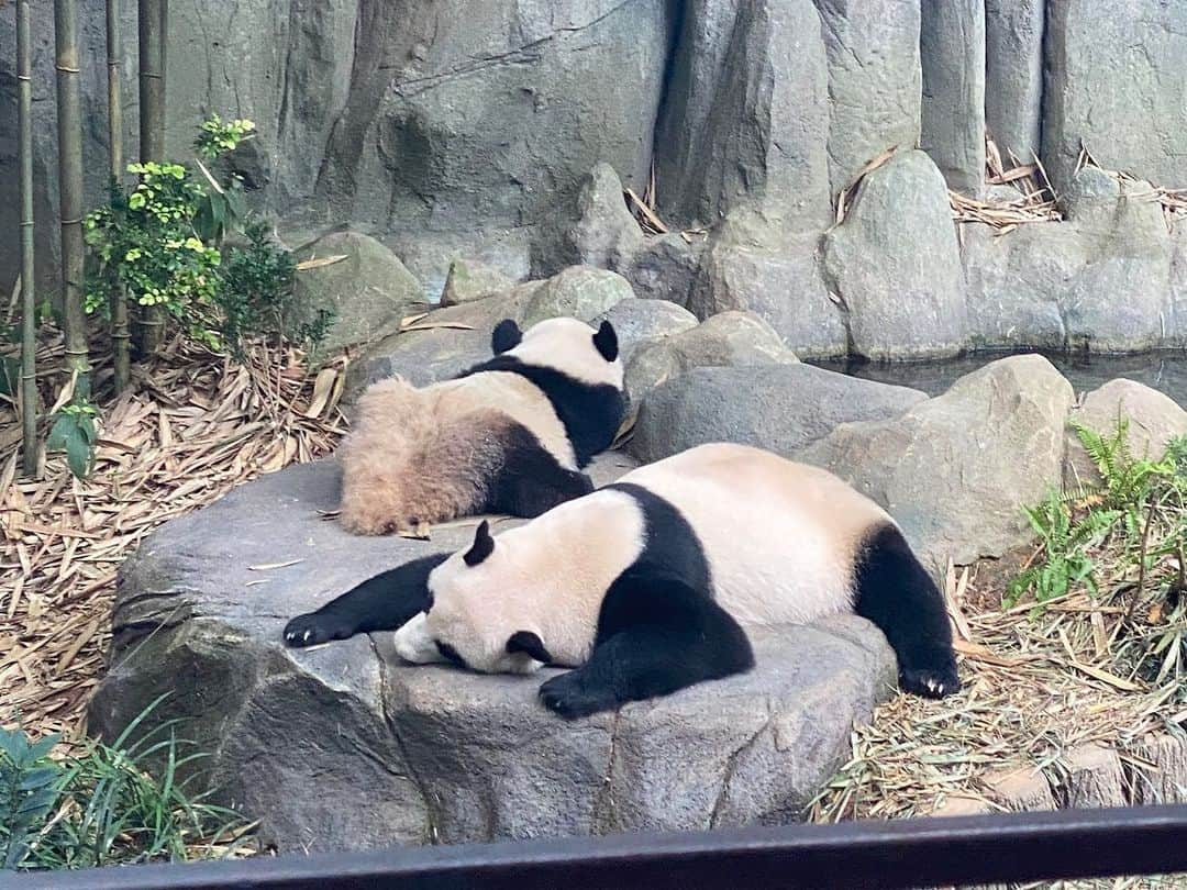 今日好き　公式アカウントさんのインスタグラム写真 - (今日好き　公式アカウントInstagram)「パンダに会える水族館を大満喫💫  みんなでパンダグッズを 選んでる時に動き出した、 予想外の新たな恋…👀💗!?  ∷∷∷∷∷∷∷∷∷∷∷∷  – 𝗠𝗘𝗠𝗕𝗘𝗥 –  👧 #雨宮未苺 ( みるき ) @__milky_berry__ 👧 #折田涼夏 ( りょうか ) @ryoka_0720 👧 #寺島季咲 ( きさき ) @kisaki_920 👧 #菜那セシル ( セシル ) @53_nana._.cecile 👧 #永野好音 ( ねね ) @n.__.ene0840  👦 #大枝晴大 ( はると ) @haruto._.ooeda 👦 #北本要世 ( いさ ) @isa_05123 👦 #國本陽斗 ( はると ) @kuniharu_0127 👦 #廣居永真 ( とおま ) @to_ma_hiroi 👦 #山田莉久 ( りく ) @r1.___9  ∷∷∷∷∷∷∷∷∷∷∷∷  #今日好きになりました #今日好き #卒業編2023 #今日好き卒業編2023 #fff #jkブランド #jk1 #jk2 #jk3 #LJK #jkの素敵な思い出 #jkにしかできないこと #青春 #sjk #思い出 #思い出グラム #アオハル #恋愛 #シンガポール #卒業」3月15日 18時00分 - kyousuki_official