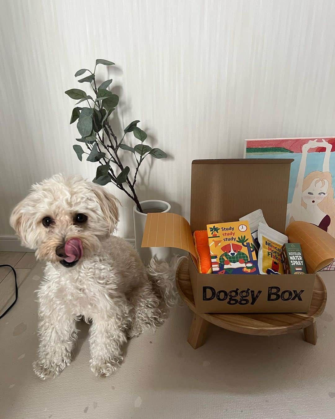 山田菜々さんのインスタグラム写真 - (山田菜々Instagram)「お楽しみの @doggybox_jp 📦♡  今回はおもちゃとおやつと除菌スプレーが入ってたヨ❗️  おやつ美味しくってもうなくなりそうだヨ🍪 (動画もあるからみてね❤️‍🔥)  テーマは″Study study study″ ななちゃんと一緒にお勉強して賢くなるのだッ❤️‍🔥  ゆきちこまちより🐾  #doggybox #ドギボ #PR」3月15日 20時05分 - tannana.yamada