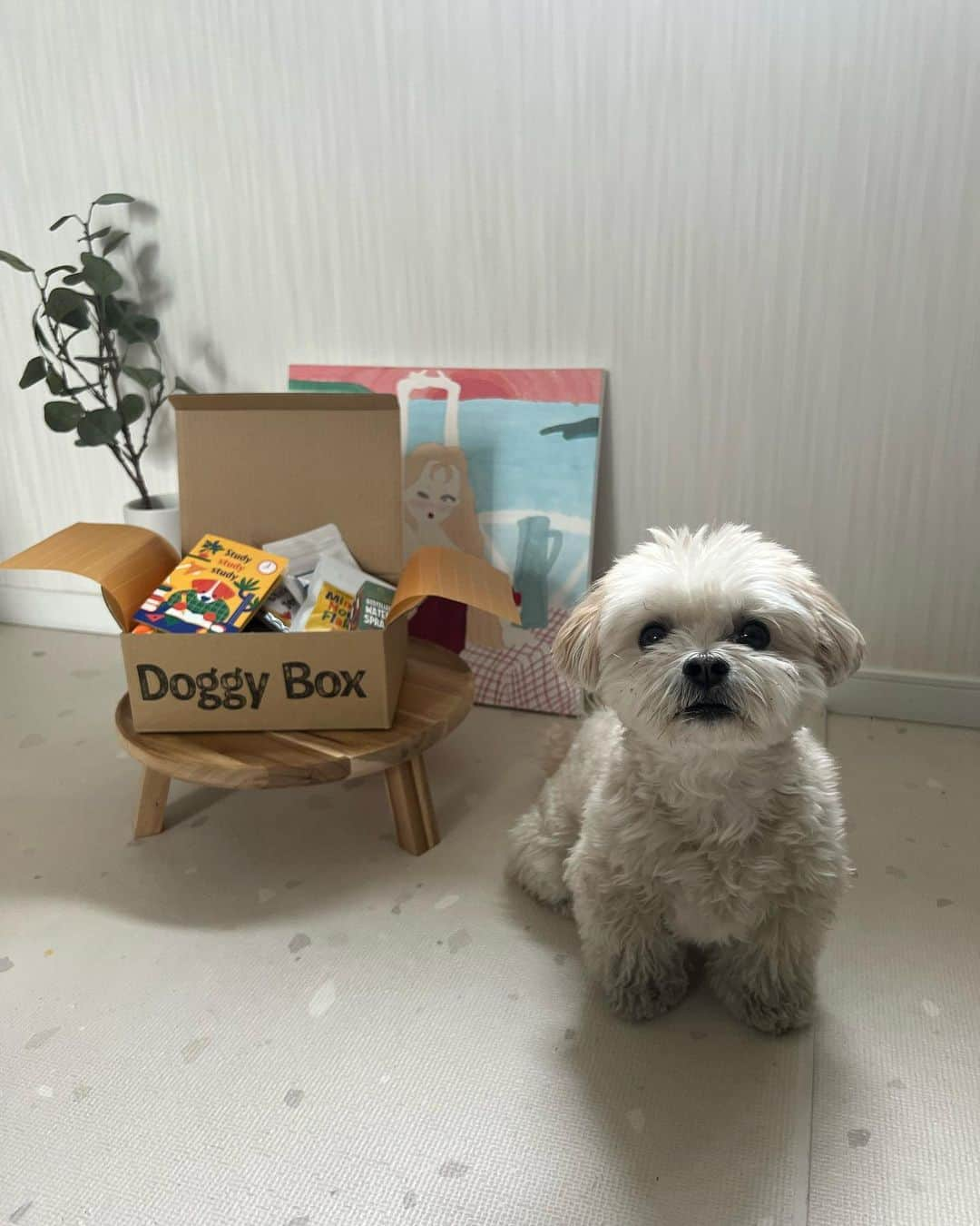 山田菜々さんのインスタグラム写真 - (山田菜々Instagram)「お楽しみの @doggybox_jp 📦♡  今回はおもちゃとおやつと除菌スプレーが入ってたヨ❗️  おやつ美味しくってもうなくなりそうだヨ🍪 (動画もあるからみてね❤️‍🔥)  テーマは″Study study study″ ななちゃんと一緒にお勉強して賢くなるのだッ❤️‍🔥  ゆきちこまちより🐾  #doggybox #ドギボ #PR」3月15日 20時05分 - tannana.yamada