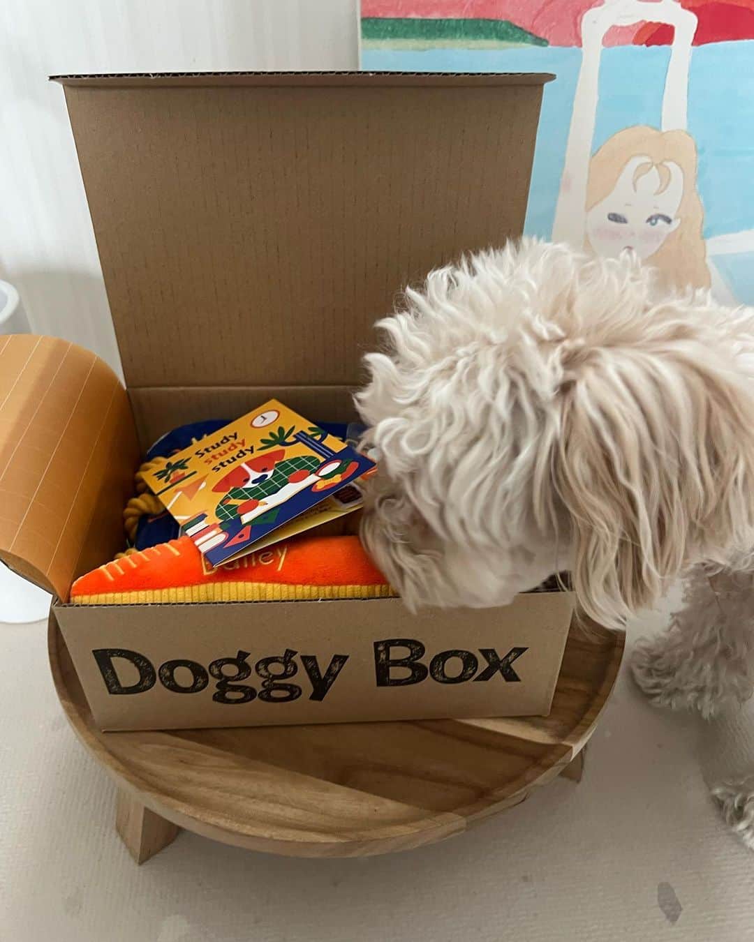 山田菜々さんのインスタグラム写真 - (山田菜々Instagram)「お楽しみの @doggybox_jp 📦♡  今回はおもちゃとおやつと除菌スプレーが入ってたヨ❗️  おやつ美味しくってもうなくなりそうだヨ🍪 (動画もあるからみてね❤️‍🔥)  テーマは″Study study study″ ななちゃんと一緒にお勉強して賢くなるのだッ❤️‍🔥  ゆきちこまちより🐾  #doggybox #ドギボ #PR」3月15日 20時05分 - tannana.yamada