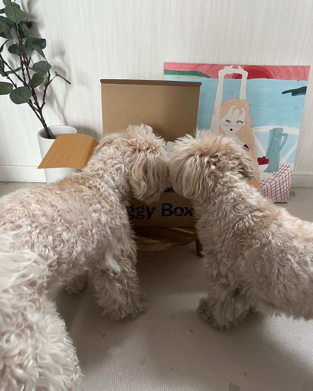 山田菜々さんのインスタグラム写真 - (山田菜々Instagram)「お楽しみの @doggybox_jp 📦♡  今回はおもちゃとおやつと除菌スプレーが入ってたヨ❗️  おやつ美味しくってもうなくなりそうだヨ🍪 (動画もあるからみてね❤️‍🔥)  テーマは″Study study study″ ななちゃんと一緒にお勉強して賢くなるのだッ❤️‍🔥  ゆきちこまちより🐾  #doggybox #ドギボ #PR」3月15日 20時05分 - tannana.yamada