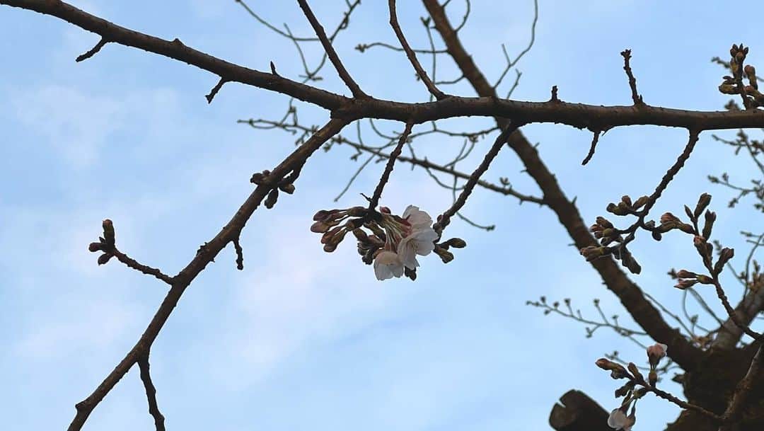 谷尻萌さんのインスタグラム写真 - (谷尻萌Instagram)「冬を越して勢いよく咲いている桜に 癒されたと同時にパワーをもらった☻︎♡︎  １、2枚目:靖国神社境内の標本木とは別の桜  3、4、5枚目:標本木  6、７枚目:周辺道路の桜  みなさんの所の桜はどうですか〜？🌸 ワクワクしますね❀♪  (3/15撮影📸)」3月15日 20時16分 - tanijiri_moe