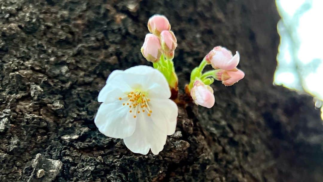 谷尻萌さんのインスタグラム写真 - (谷尻萌Instagram)「冬を越して勢いよく咲いている桜に 癒されたと同時にパワーをもらった☻︎♡︎  １、2枚目:靖国神社境内の標本木とは別の桜  3、4、5枚目:標本木  6、７枚目:周辺道路の桜  みなさんの所の桜はどうですか〜？🌸 ワクワクしますね❀♪  (3/15撮影📸)」3月15日 20時16分 - tanijiri_moe