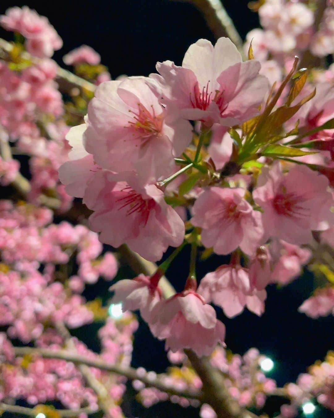 島本真衣さんのインスタグラム写真 - (島本真衣Instagram)「桜の季節になりましたね🌸 先日、桜のお箸置きを仲間入りさせました。まだ使っていません😋  今日旬のお魚を買いに行きましたが何故か牡蠣に惹かれ、今夜は牡蠣鍋にしました🦪  明日はワイド!スクランブルに出演します🎤 見て頂けたら嬉しいです🤍  #鍋 #牡蠣 #根みつば たっぷり #しじみ も入れました #桜 #写真 #お気に入り #満開 #楽しみ  #おやすみなさい」3月15日 21時39分 - mai_shimamoto_ex