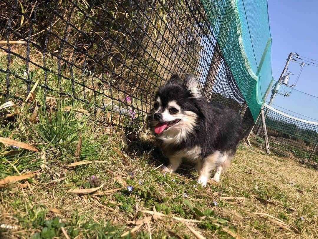 小野真弓さんのインスタグラム写真 - (小野真弓Instagram)「おはようございます☺️🐾  今日も今日とて、 みんな甘えん坊〜🥺❤️ 犬猫てんこもり😂✨  お祝いメッセージ くださった皆様ありがとうございます🥺✨ 前回のpostにて 簡単にはなりますが🥺 コツコツお返事させて頂きますね💌🙇‍♀️^_^  最近の、おかーさんの頭の中は〜 ねこ、ねこ、ねこ、ねこ🤯🐾 時々撮影。🎥 といった感じの毎日です🙋‍♀️😂🌸  お外の猫さん🐈🌱 絶賛繁殖期。 女の子は殆ど妊娠してます🥺 病気も蔓延してます🥺  正しい理解と愛情を🐾  #猫は室内飼いを #避妊去勢#さくら猫 #お外の猫さんに優しさを  #お外の猫をなくしたい  #TNR#地域猫活動 #保護猫　  #犬と猫のいる暮らし #犬猫日記」3月16日 8時19分 - hanaharuaroi