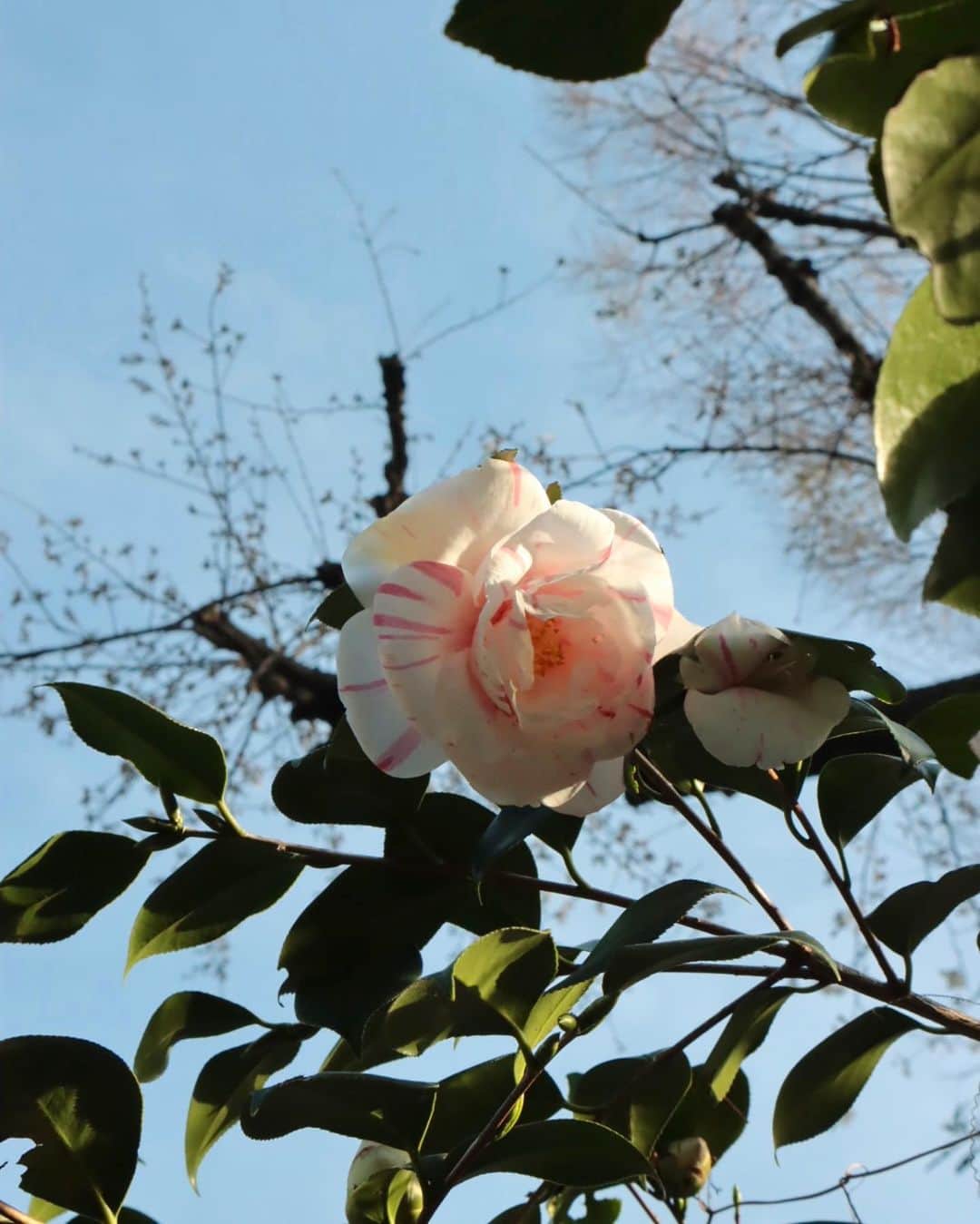 masakiさんのインスタグラム写真 - (masakiInstagram)「🌸 ぼぼちゃん地方桜開花 お隣から地下を潜って 我が家に不法侵入してきた桜の木。 最初はひょろひょろで 植えた記憶もない謎の枝が、 年々大きく育って花咲きました！ ここ数日留守にしていた間に すっかり景色が変わった庭。 小ざっぱりした壁側に去年植えた ハーデンベルギアも 小さな藤のような花をつけて 綺麗に咲いていました♡ 寒い冬が終わり、草花が芽吹く春。 毎日小さなたのしみがたくさんだね。」3月16日 18時48分 - mogurapicassowols