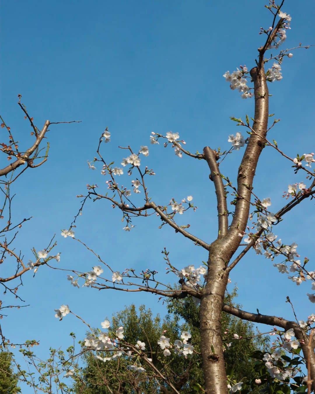 masakiさんのインスタグラム写真 - (masakiInstagram)「🌸 ぼぼちゃん地方桜開花 お隣から地下を潜って 我が家に不法侵入してきた桜の木。 最初はひょろひょろで 植えた記憶もない謎の枝が、 年々大きく育って花咲きました！ ここ数日留守にしていた間に すっかり景色が変わった庭。 小ざっぱりした壁側に去年植えた ハーデンベルギアも 小さな藤のような花をつけて 綺麗に咲いていました♡ 寒い冬が終わり、草花が芽吹く春。 毎日小さなたのしみがたくさんだね。」3月16日 18時48分 - mogurapicassowols