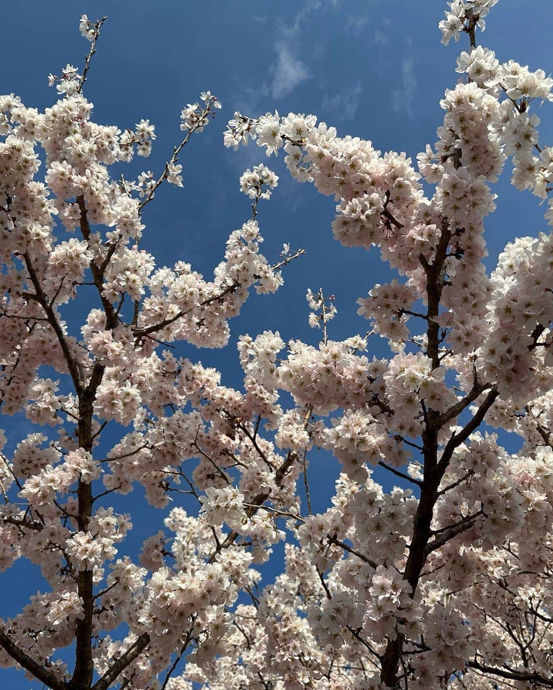 穂川果音さんのインスタグラム写真 - (穂川果音Instagram)「ポカポカで昨日はノースリーブ+羽織りという季節先取りすぎる服装で過ごしていました笑 早咲きの桜も見つけたよ🌸  写真は眩しすぎて目をつぶっている瞬間シリーズです😇  さて、本日はアベプラありますよ〜 観てね🌸  #桜　#お花見　#私服　#おでかけ」3月17日 14時32分 - hokawakanonn