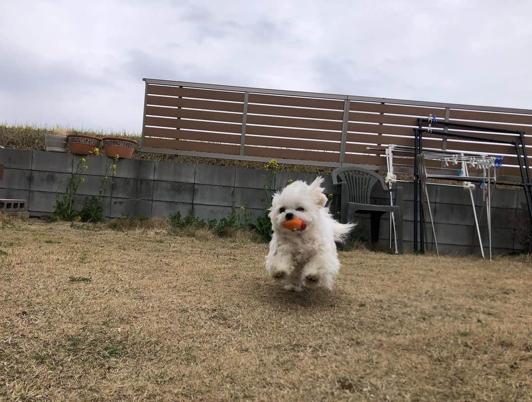 小野真弓さんのインスタグラム写真 - (小野真弓Instagram)「おはようございます😆🐾 我が家地方、今日は朝から、 しとしとと雨降りです〜☔️🌸  お足元、お気をつけて〜 良い週末を🍀^_^  🦝🐏🐯🐯🐼🙋‍♀️ みんななかよち💘😆  #チワワ#ハナちゃん #チワマル#ハルくん #雑種猫兄妹#アオくん#ナナちゃん #お泊まり猫#ちりんくん#うなぎしっぽ #犬と猫がいる暮らし#犬猫日記 #お仕事かーさん#楽屋」3月18日 7時55分 - hanaharuaroi