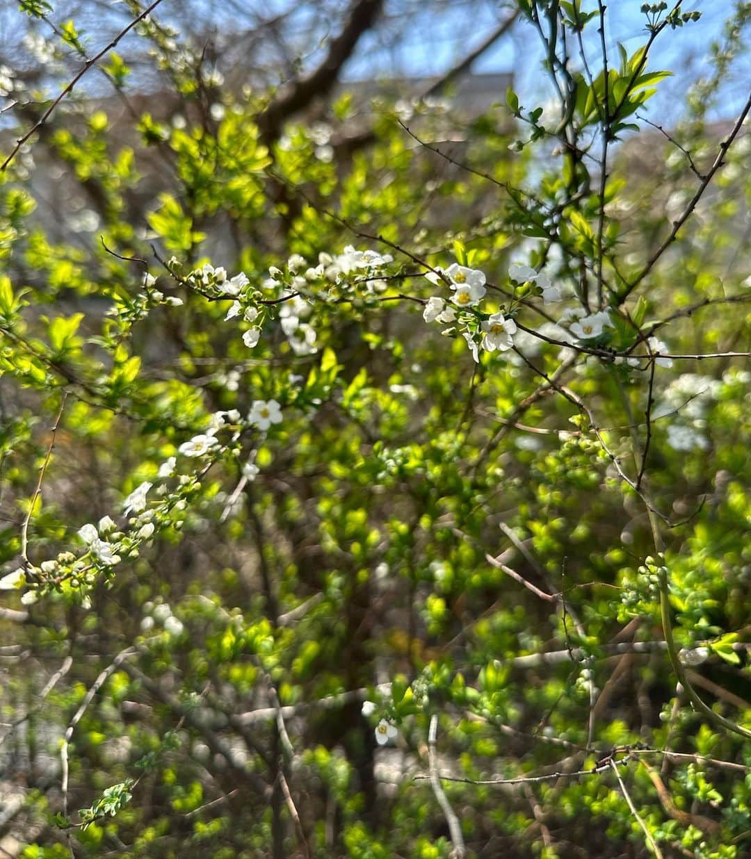 鈴木六夏さんのインスタグラム写真 - (鈴木六夏Instagram)「植物たちが主役の季節がやってきた🙌🏼  今朝は鉢ものたちの植え替えをしたり、枝切りをしたりして、ここからウンと元気に育つように、少し整えました✨ 鉢からスポッと抜いて水をジャーっと流してあげる時はペットの様な気持ちにもなったりします😄  落葉していた庭木も芽が出で葉が出で花が咲いて…、一度枯れてしまっていた植物が息を吹き返して復活していく姿が見れた時もいつも、うぉーっ💪🏼って思います😂  鉢からスポッと抜いて水をジャーっと流してあげる 鉢は白系でゴツゴツしたものが自然と選んでいる感じ。」3月19日 12時49分 - rikuka.62