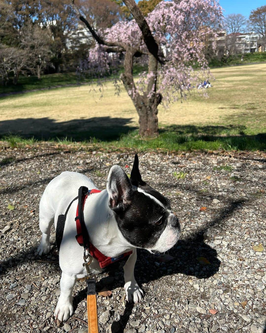 安藤優子さんのインスタグラム写真 - (安藤優子Instagram)「枝垂れ桜とアタシ‼️  みなさま、本日はかーさんの出ていた「ワイドなショー」をご覧いただきありがとうゴザイマシタ。  アタシ、リンから御礼申し上げます。  で、さっき某国立大学のグラウンドに昼ンポ行ったら、枝垂れ桜が、とっても綺麗だったよ。  たくさんの人が写真撮っていたよ。  春だよねー。  で昨晩のテーブルもアタシからご紹介シマス。  昨日はね、鰤のアラが安ーく手になる入ったって、嬉しそうにぶり大根作っていたよ。  鰤は熱湯をくぐらせてから、よーく洗って、それから煮汁に入れていたよ。  煮汁にはおかーさんがドボドボと日本酒入れてた。あとはお醤油とみりん、生姜いっぱいと長ネギの青いところも入れていた。  灰汁を取ってから大根を入れてコトコトしていたらしい。  アタシは薪ストーブ横にて爆睡（笑）  あとは、大根とラディッシュのサラダ。  これ自信作だって（笑）  大根とラディッシュを千切りにして、玉ねぎのスライスと、ラディッシュの葉っぱも合わせて、ベーコンをカリカリに焼いてからそこにホワイトバルサミコ酢を入れた熱々のドレッシングをかけていたよ。  シャキシャキ美味しかったって。  でも鰤大根は、アラを使ったからとーさんには「食べ応えがない」と言われていた。  なーんにも落ちてこないよりは、ずーとマシだと思うけどね（笑）  あとはナスの揚げ浸しなど、だったそうです。  なんたって落ちてこないからゼンヨウ(全容)が分かんないもんねー。  そんな昨晩のテーブルでした！  以上、何もまたもや落ちては来なかった現場からお伝えしました。  byリンゴ！  #鰤大根   #フレンチブルドッグ  #安藤優子」3月19日 14時53分 - yukoando0203